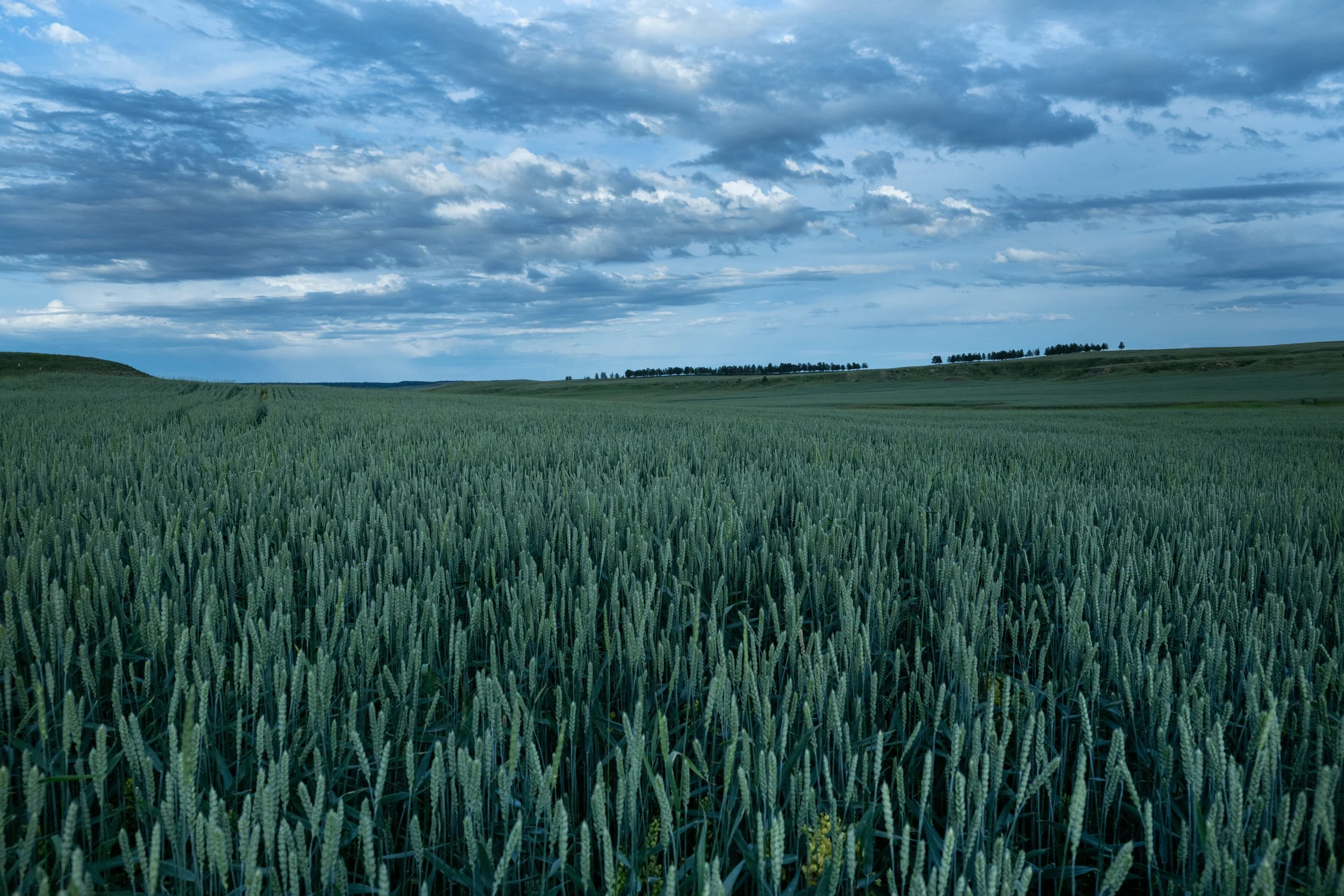 Montana Outdoors-39.jpg