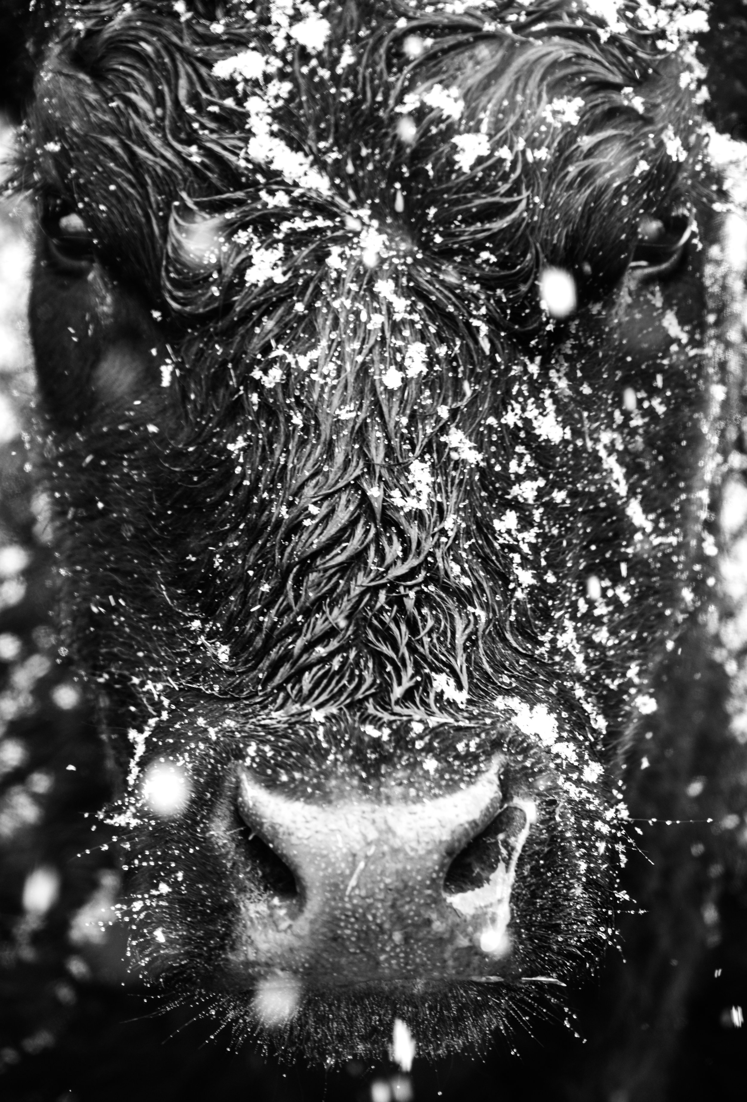 Montana Outdoors-9.jpg