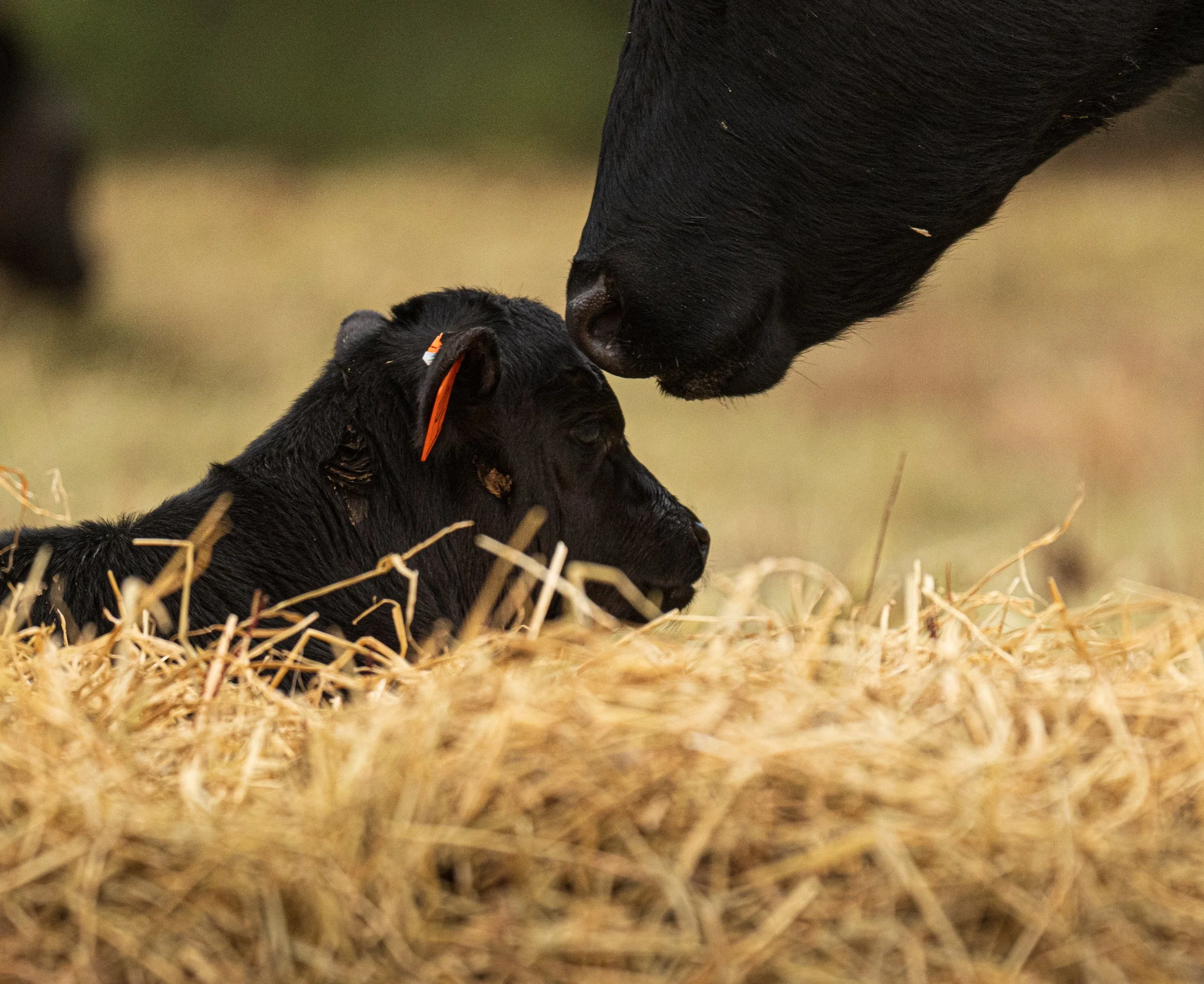 Montana Outdoors-30.jpg