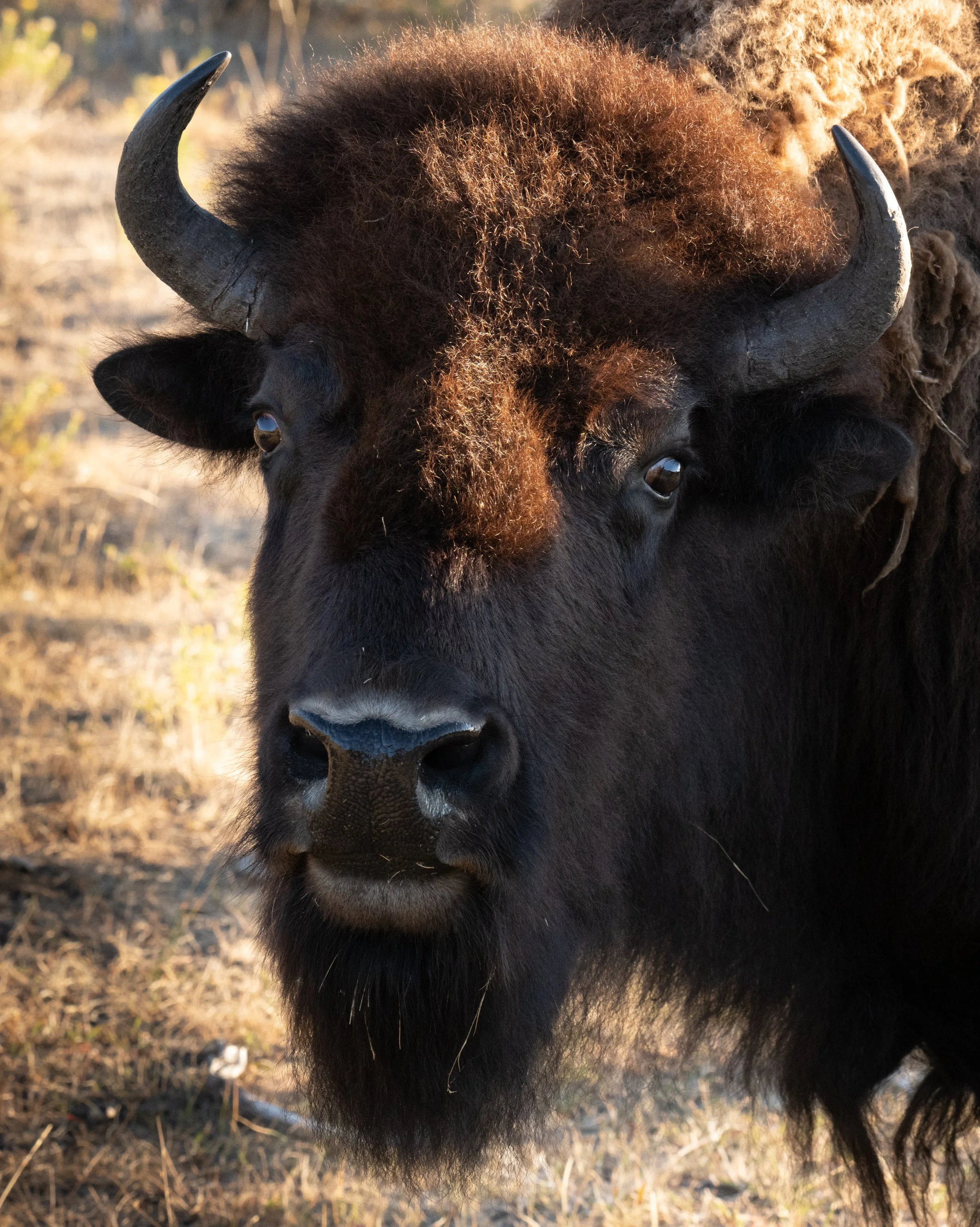 Montana Outdoors-14.jpg