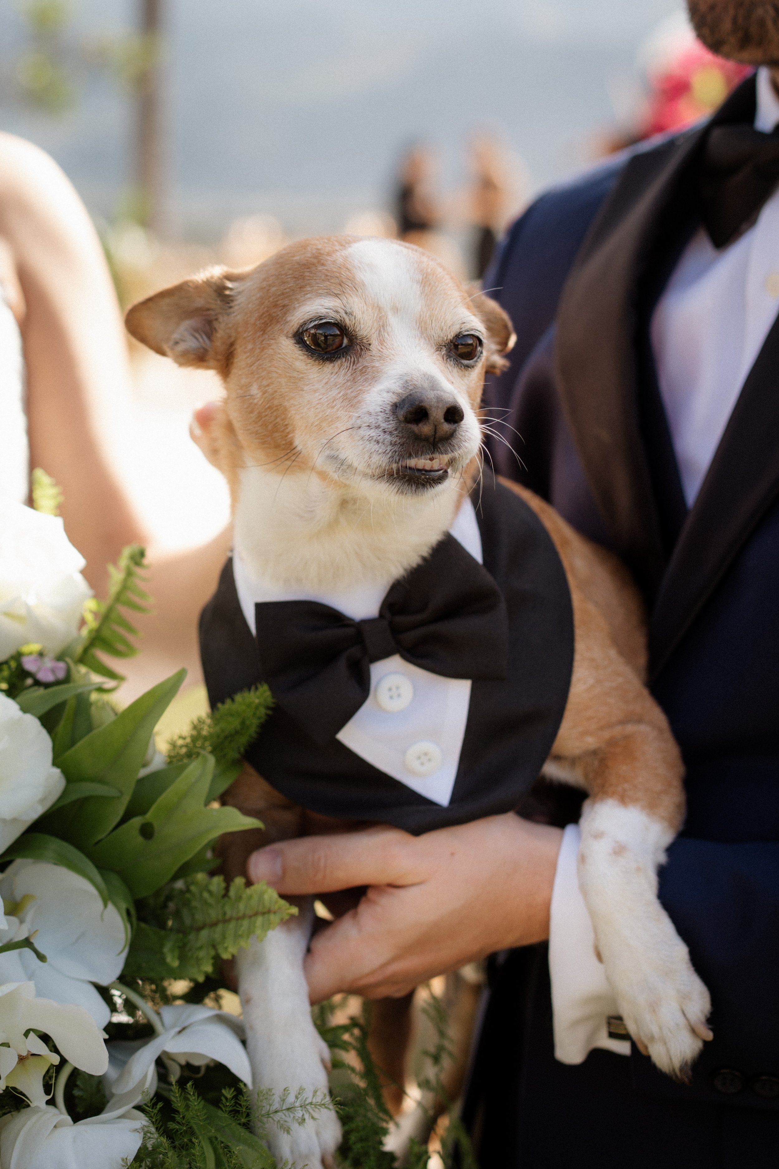 Perro con traje formal y corbatín en una boda, sostenido por una persona frente a una decoración floral.