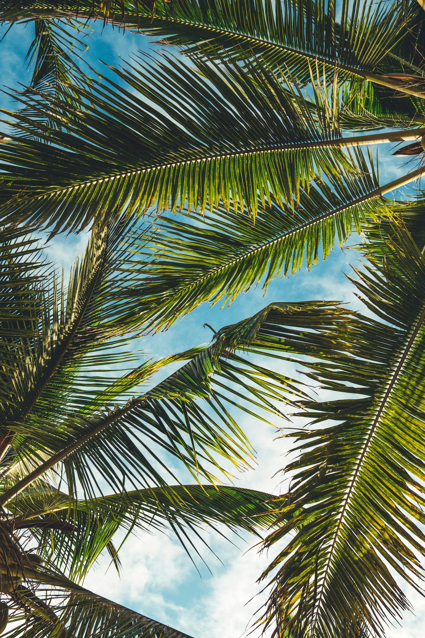 Looking up through green palm tree fronds at a blue sky with clouds.