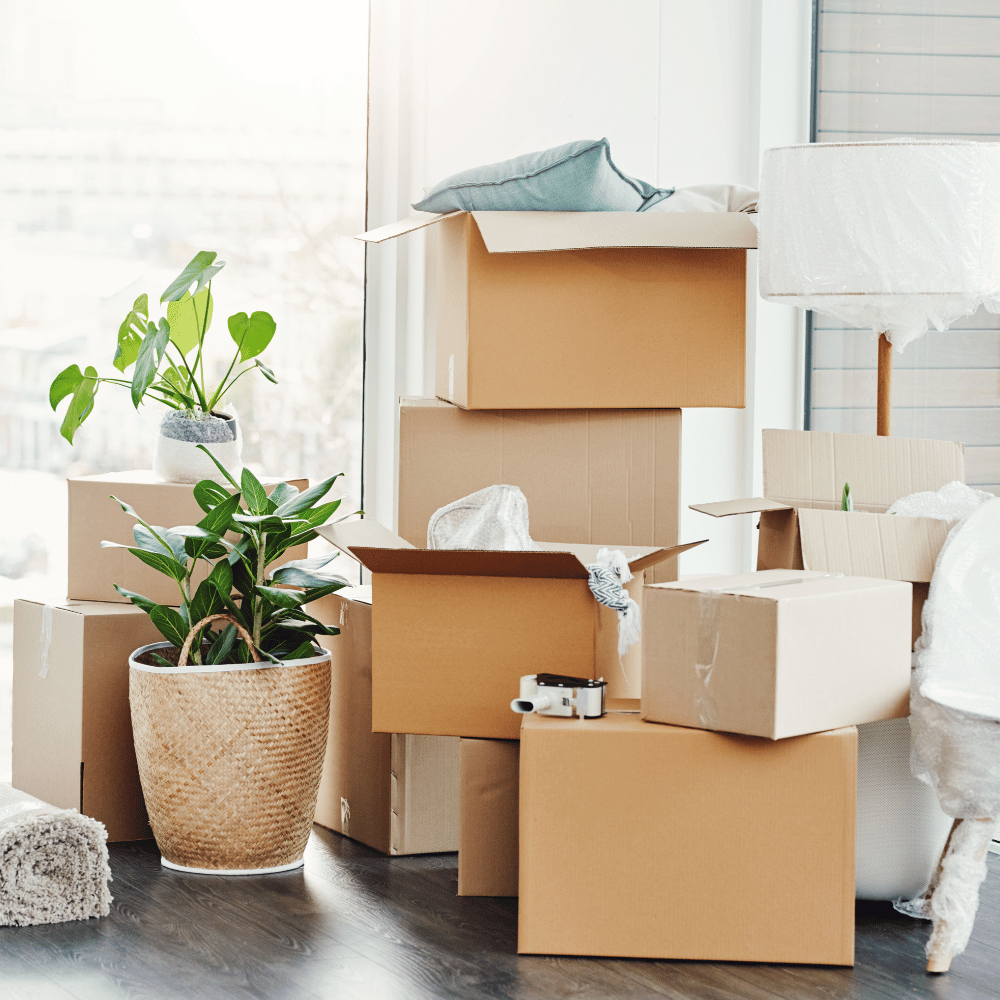 Moving boxes, potted plants, and unpacked items in a sunlit room.