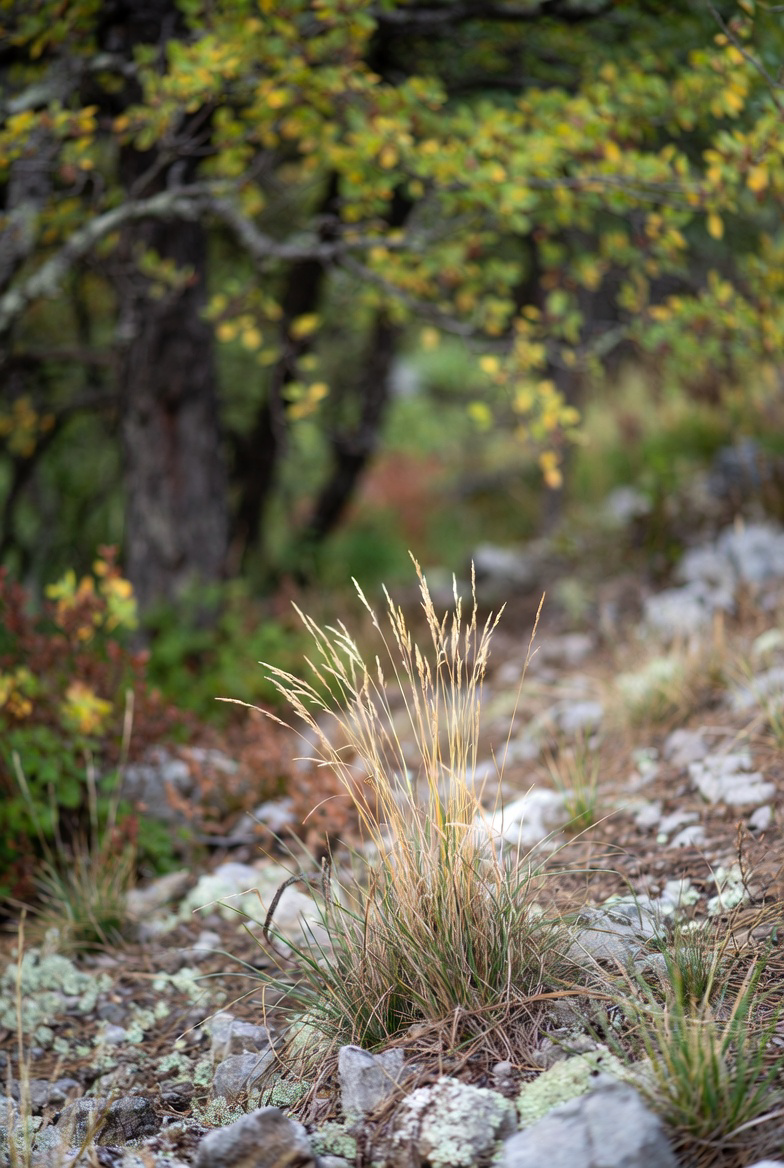 Close-up of dry grass growing in rocky soil with blurred trees and autumn foliage in the background.