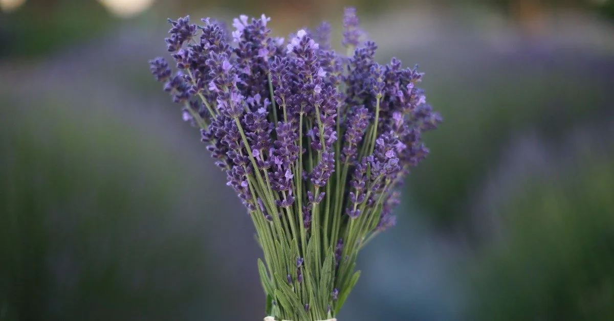A bunch of lavender flowers in bloom, held together by a rubber band, with a blurred background.