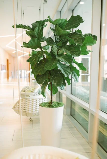 Plant Service
