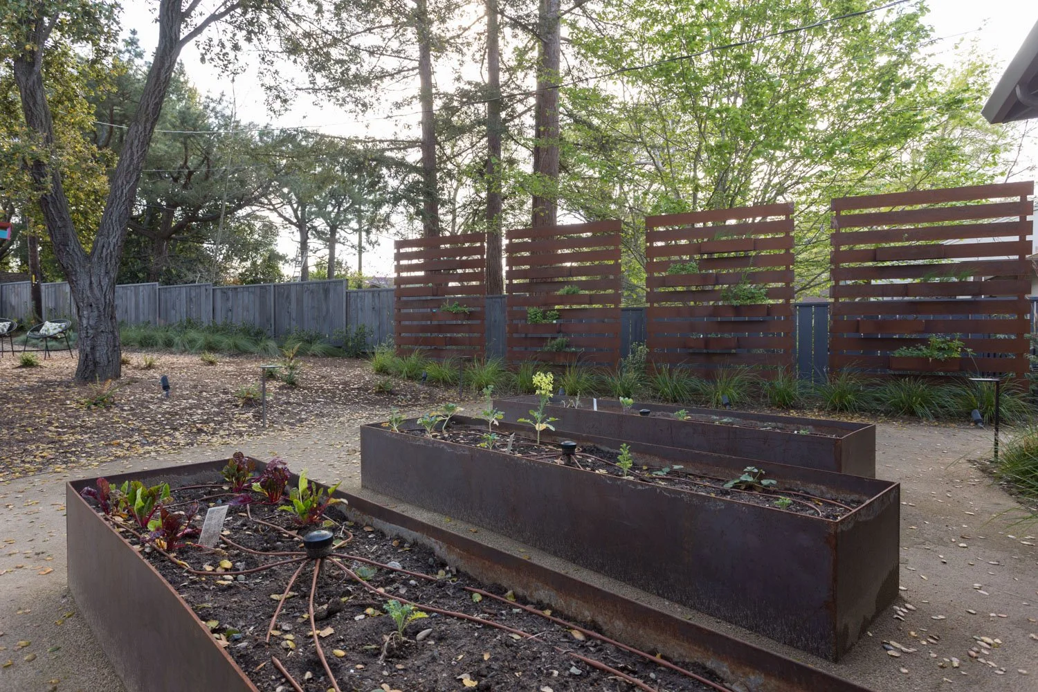 Backyard garden with raised metal beds, small plants, trees, and a wooden privacy fence.