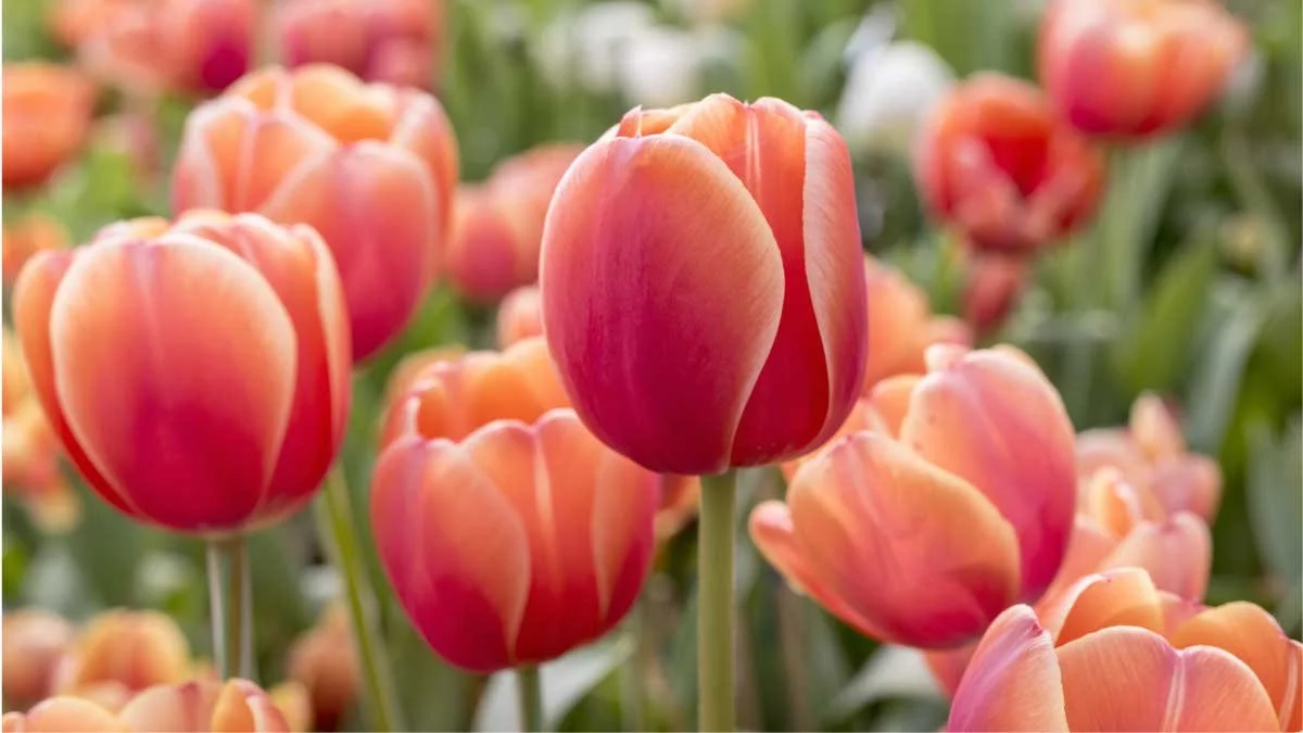 High-quality Colombian fresh cut flowers, including roses and carnations, cultivated under optimal conditions for export. Known for their vibrant colors, long vase life, and international quality standards.
