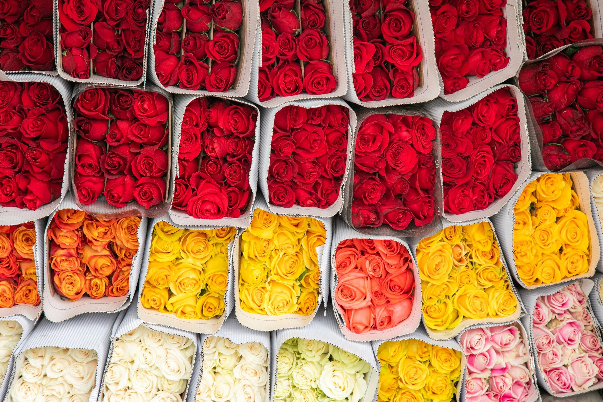 Colombian Fresh Flowers (Export Grade)