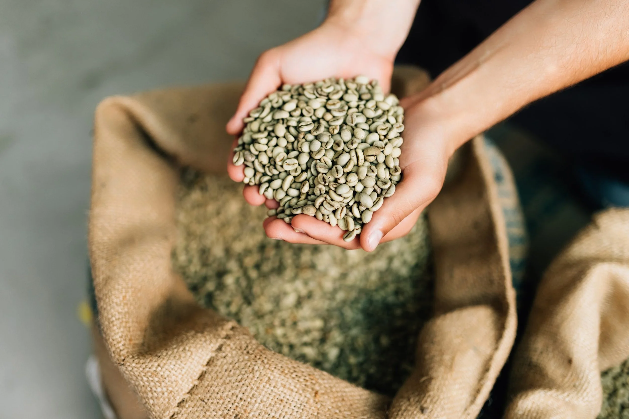 Green Colombian coffee presented in a classic white cup, surrounded by roasted coffee beans, cinnamon sticks, and sugar cubes. This image highlights the rich aroma, quality, and export value of Colombian coffee.