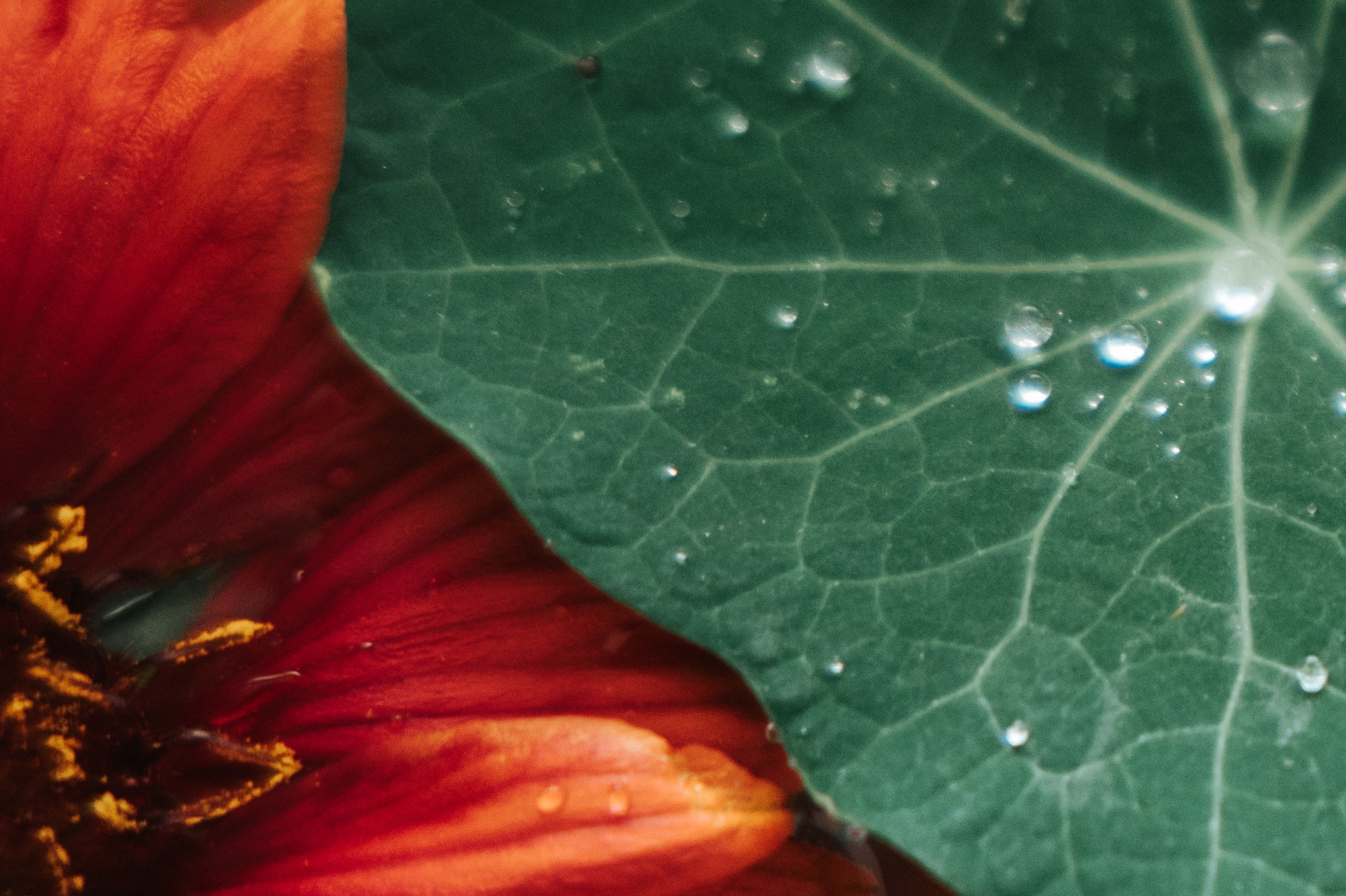 Close-up of a green leaf with water droplets and part of a red flower with yellow stamens.