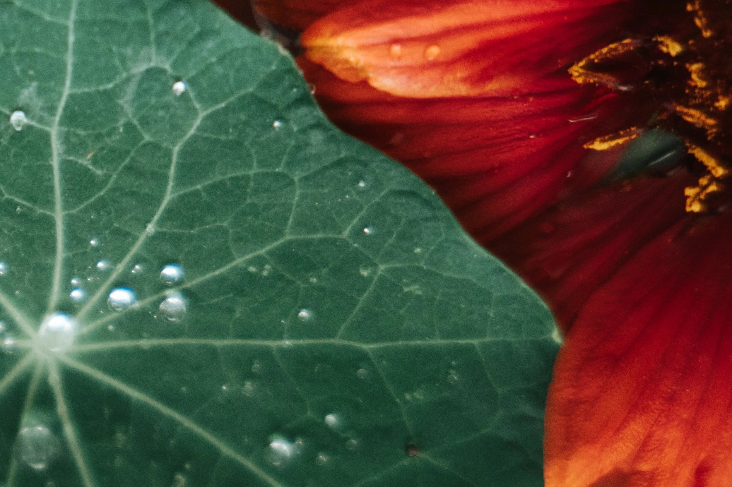 Close-up of a green leaf with water drops on it and a red and orange flower in the background.