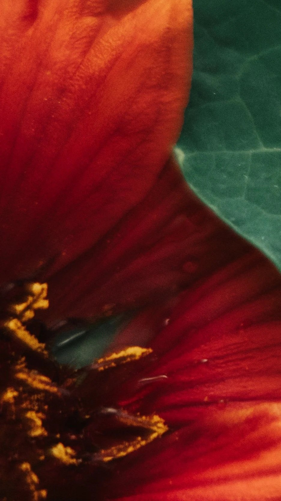 Close-up of a red flower with yellow stamens and a green leaf in the background.