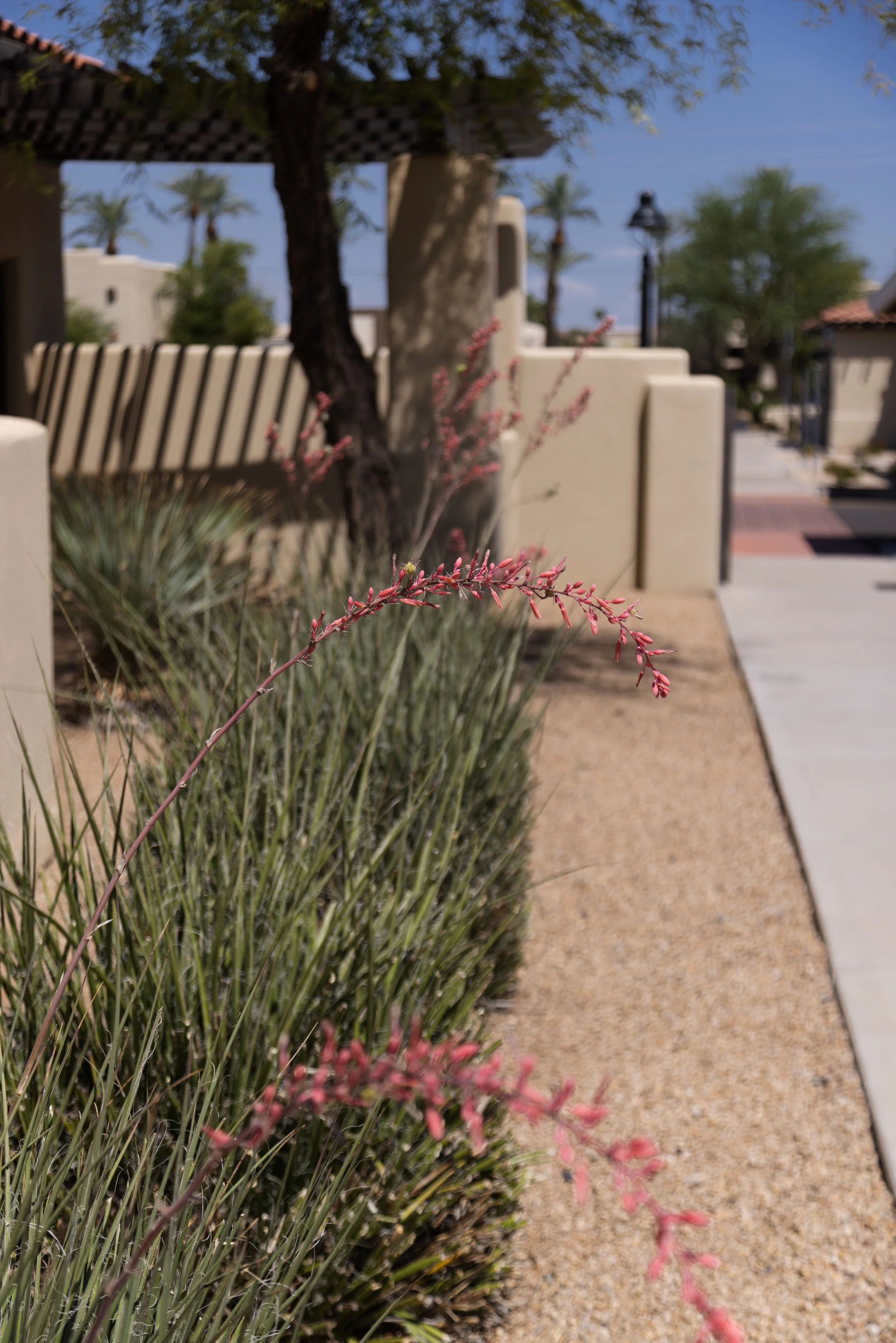 A desert scene featuring a sandy pathway, desert plants, a tree, and a stucco building with a tiled roof in the background, under a clear blue sky.