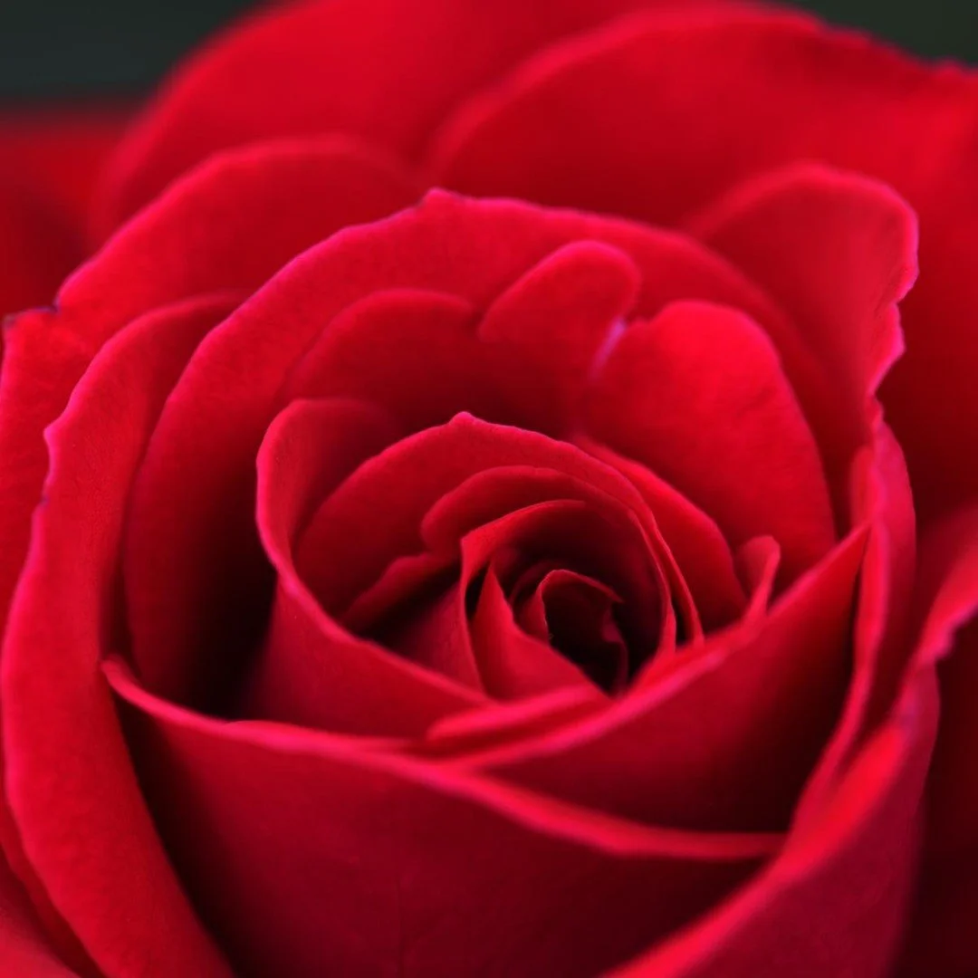 #redrose
