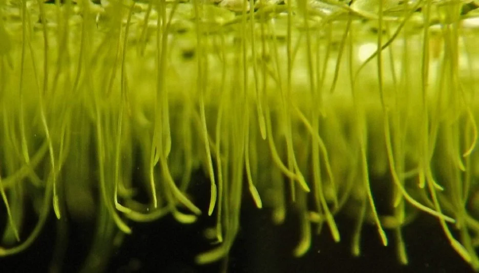 Close-up of duckweed roots hanging beneath the water's surface