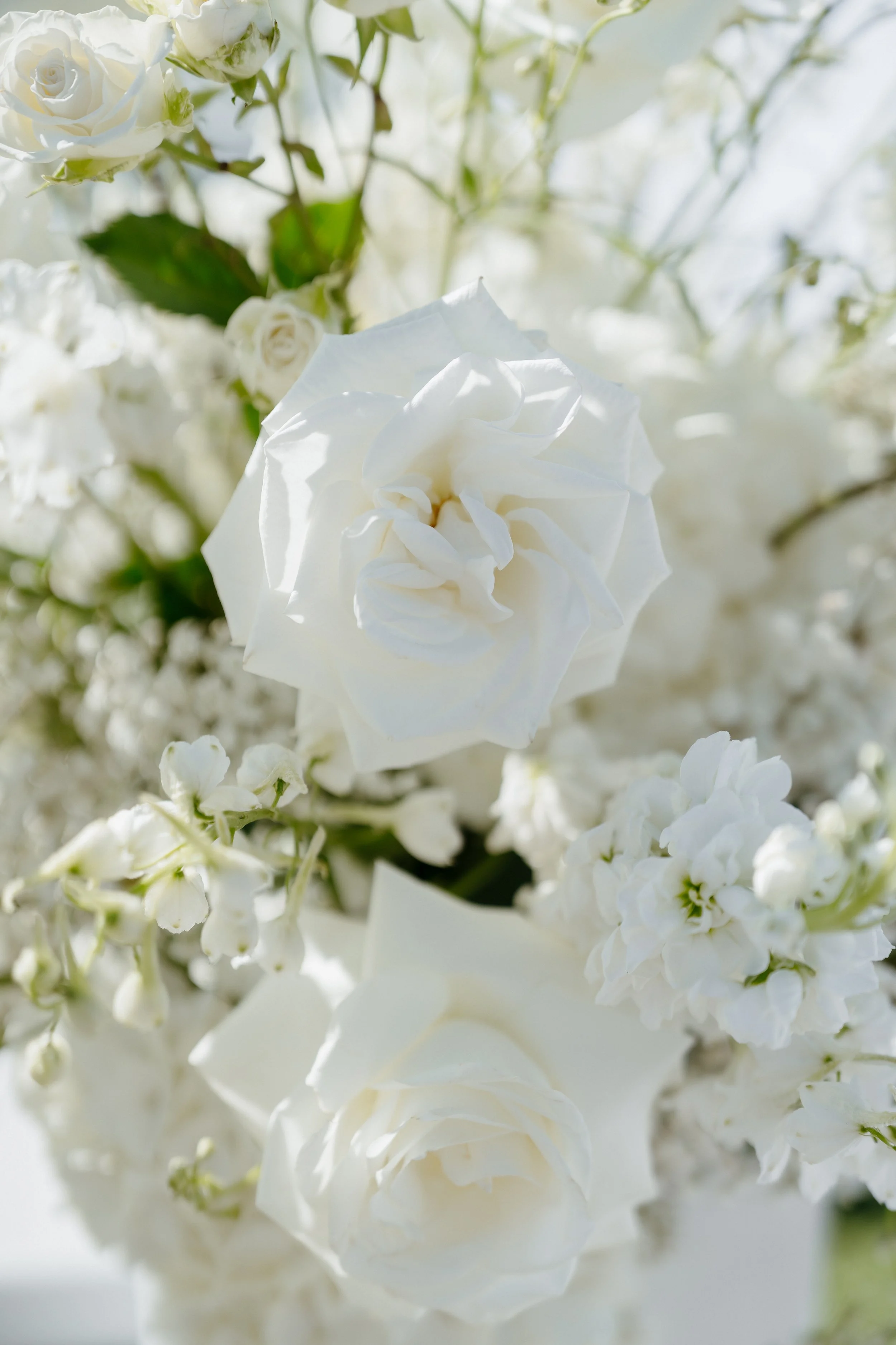 Close-up of white roses and other white flowers in a floral arrangement.