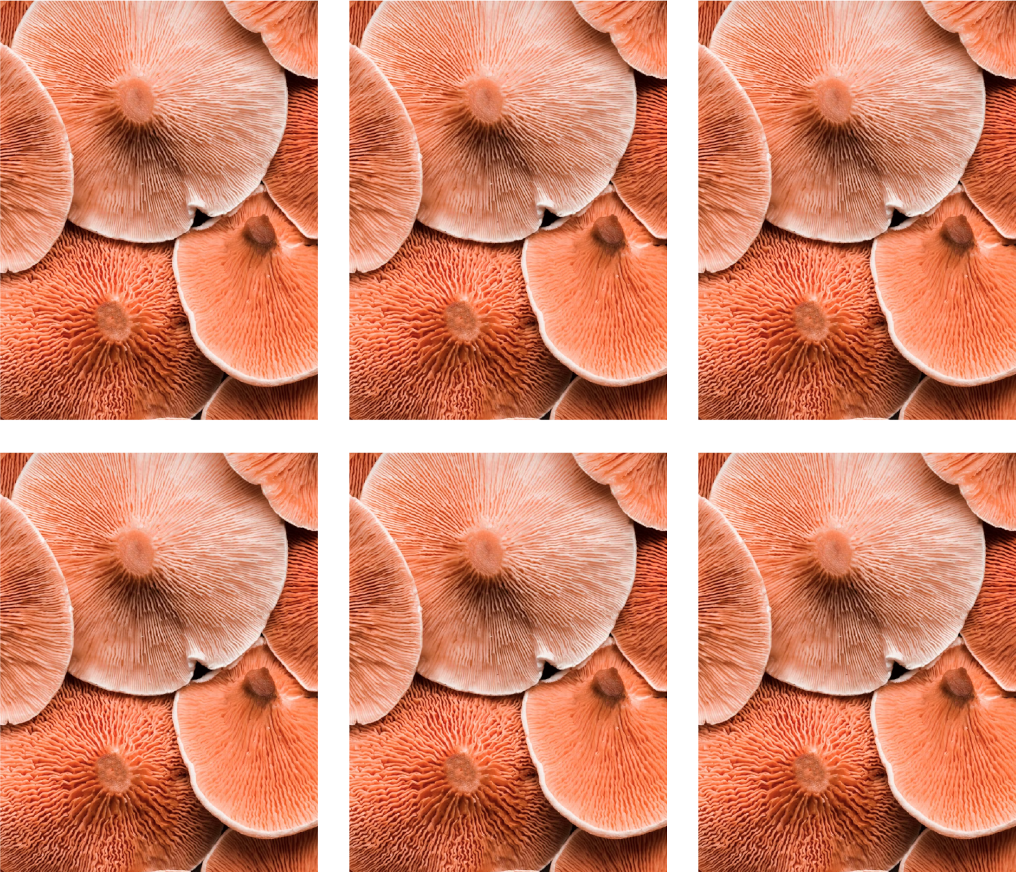 Close-up of several orange mushrooms with gills on the underside, arranged closely together.