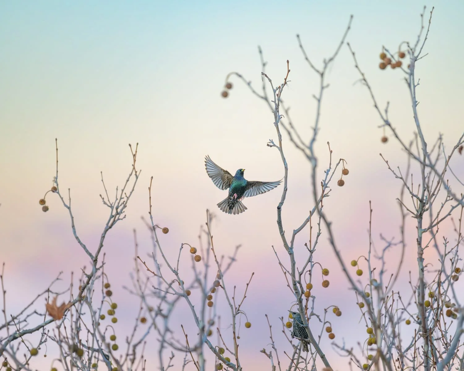 Wildlife photograph by Gianluca Carretta featuring a bird in flight among branches