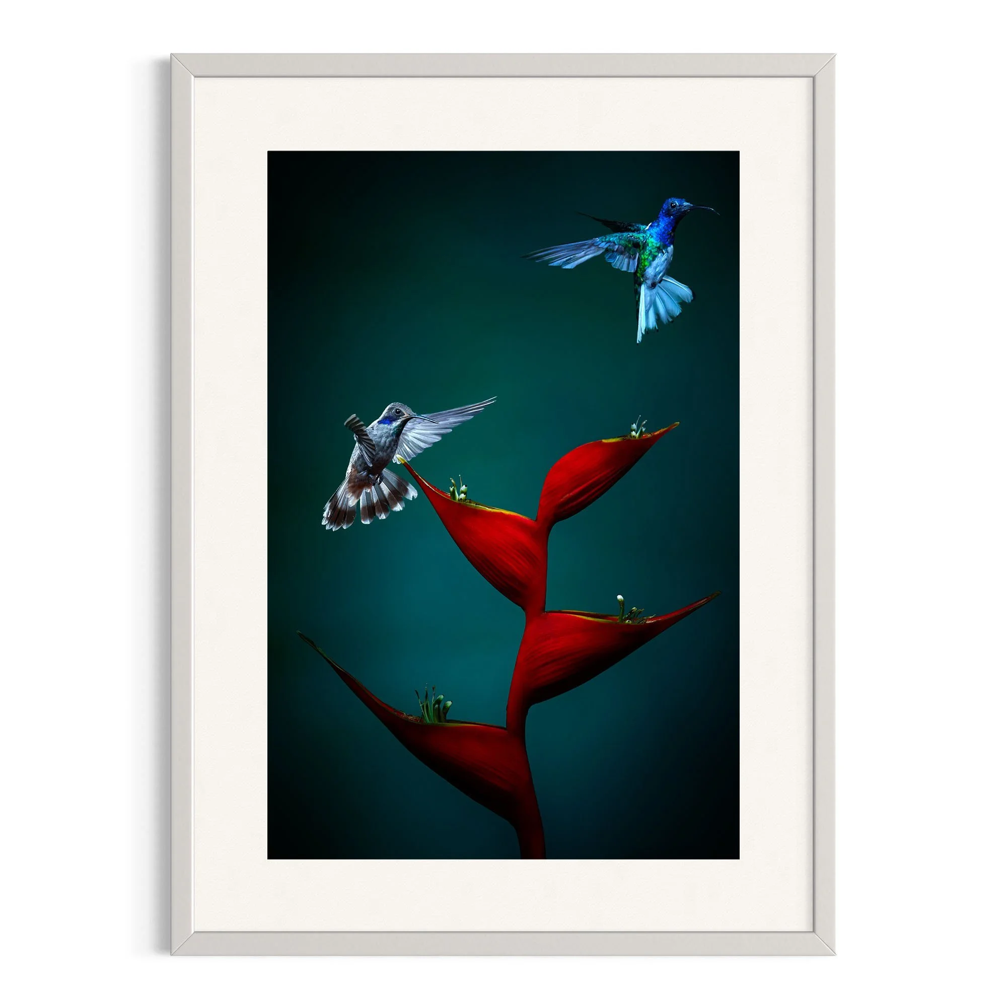Beauty in Flight by John Wiseman shown in a white frame, a signed limited-edition fine art photography print from IRID Gallery