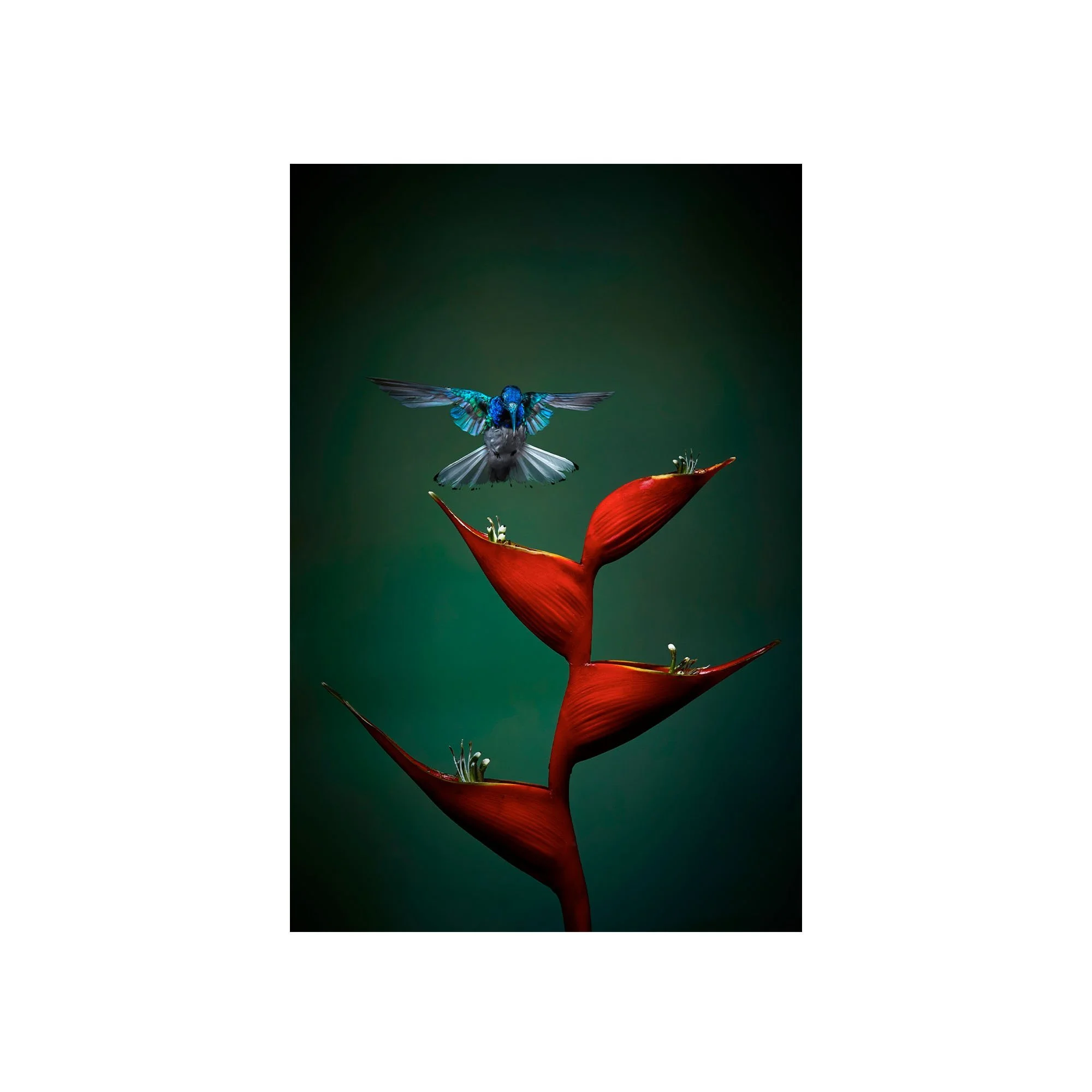 Flight Perfection by John Wiseman, a signed limited-edition fine art photography print from IRID Gallery