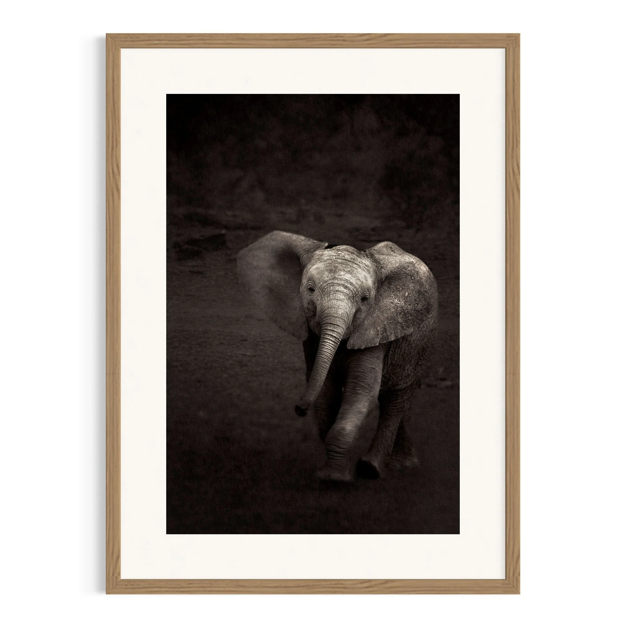 Elephant Calf by John Wiseman shown framed, a signed limited-edition fine art photography print from IRID Gallery