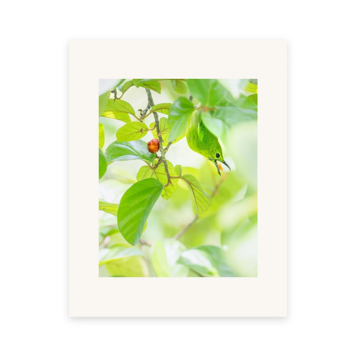 Camouflage "Lesser Green Leafbird" by Gianluca Carretta, a signed limited-edition fine art photography print from IRID Gallery