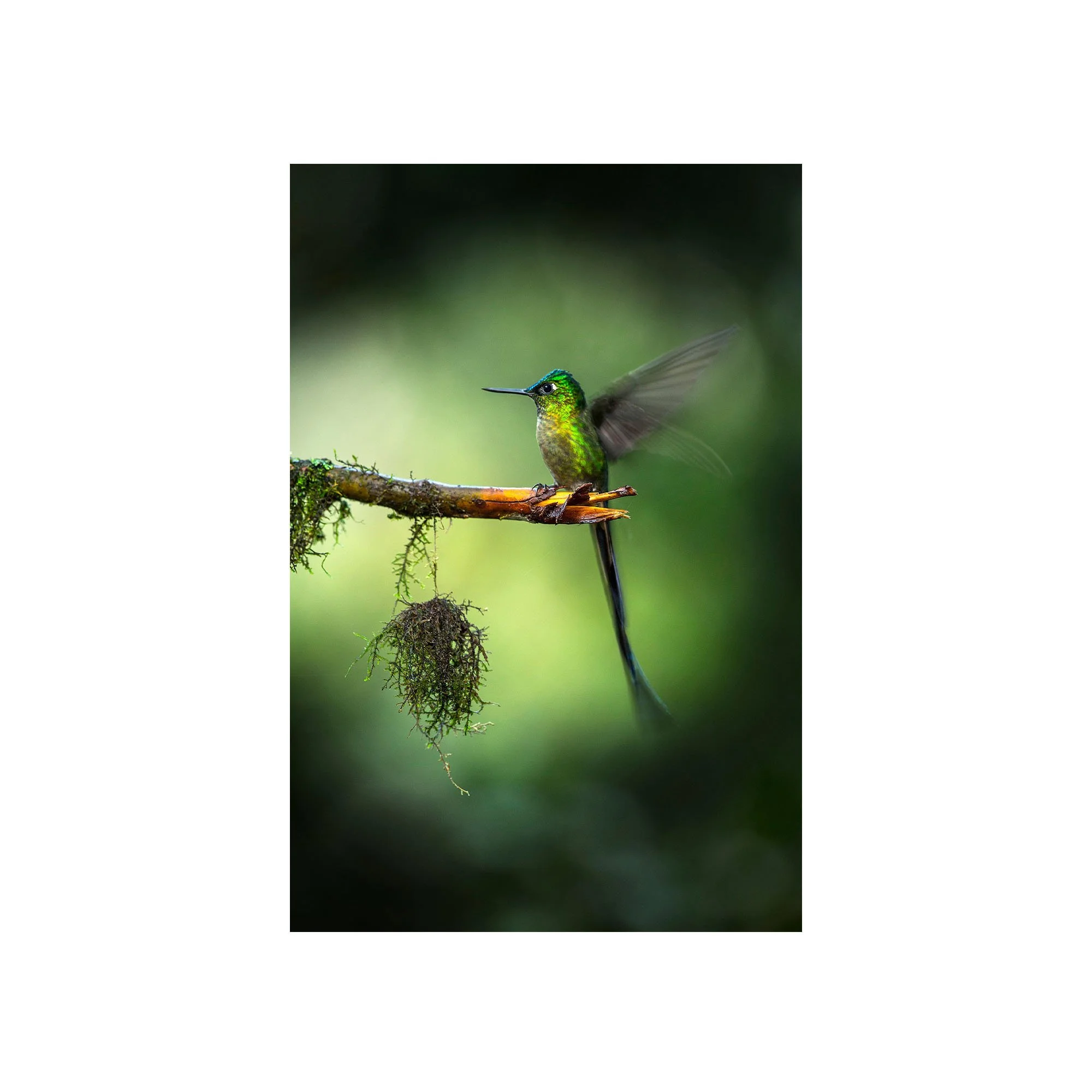 Whispers of the Forest by John Wiseman, a signed limited-edition fine art photography print from IRID Gallery