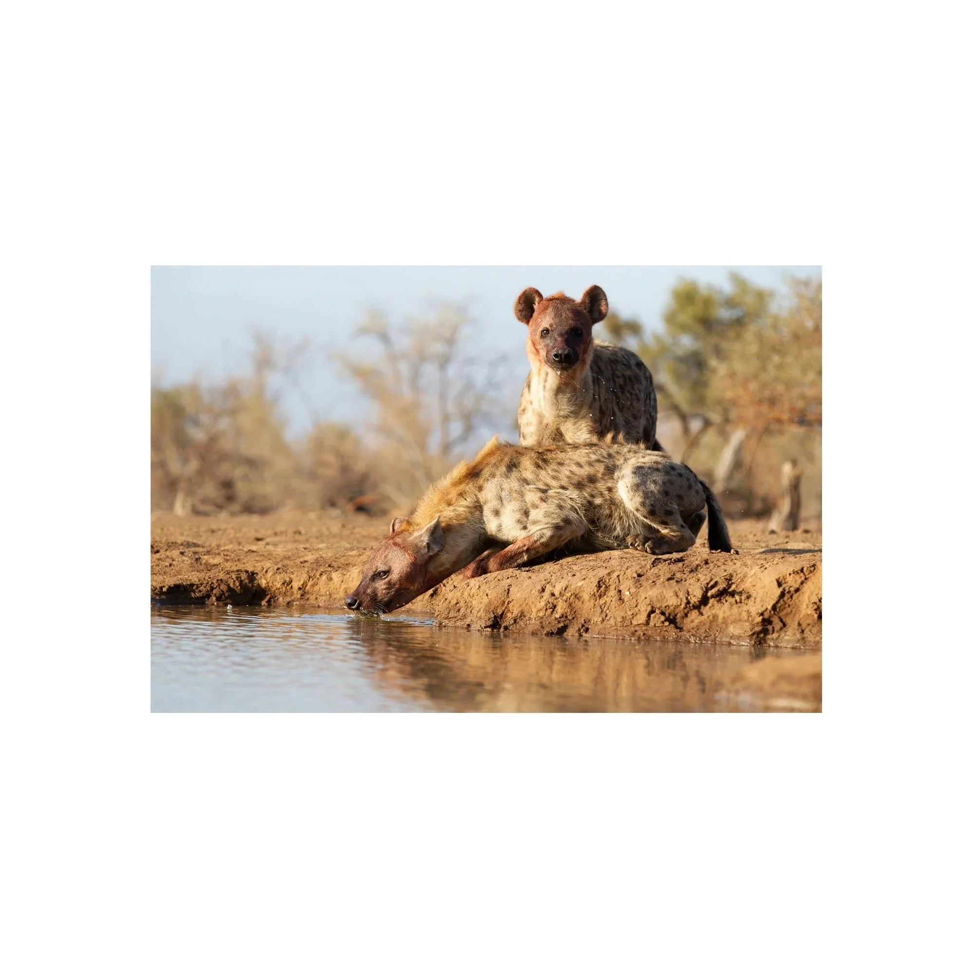 Alert Companion by John Wiseman, a signed limited-edition fine art photography print from IRID Gallery