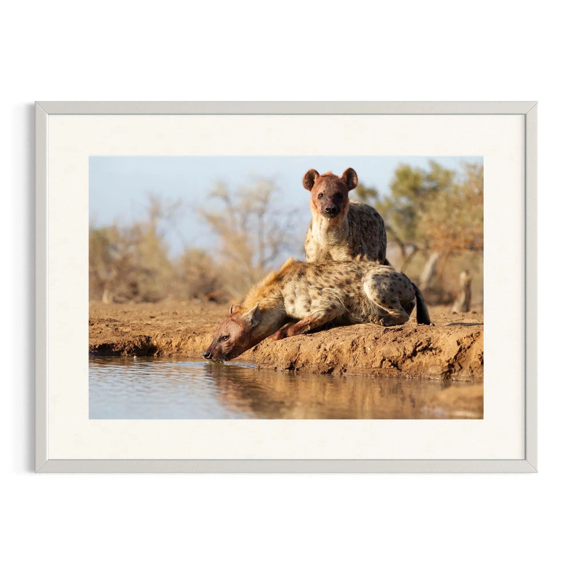 Alert Companion by John Wiseman shown in a white frame, a signed limited-edition fine art photography print from IRID Gallery