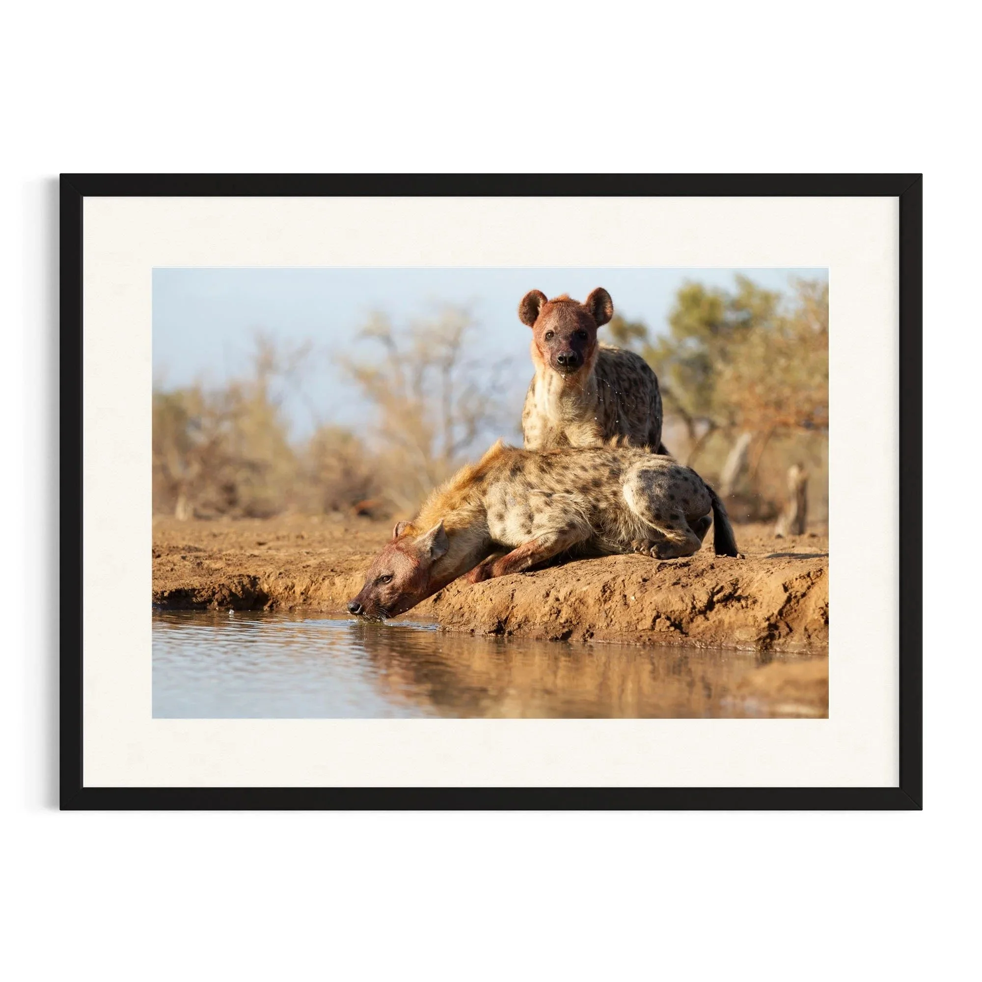 Alert Companion by John Wiseman shown in a black frame, a signed limited-edition fine art photography print from IRID Gallery