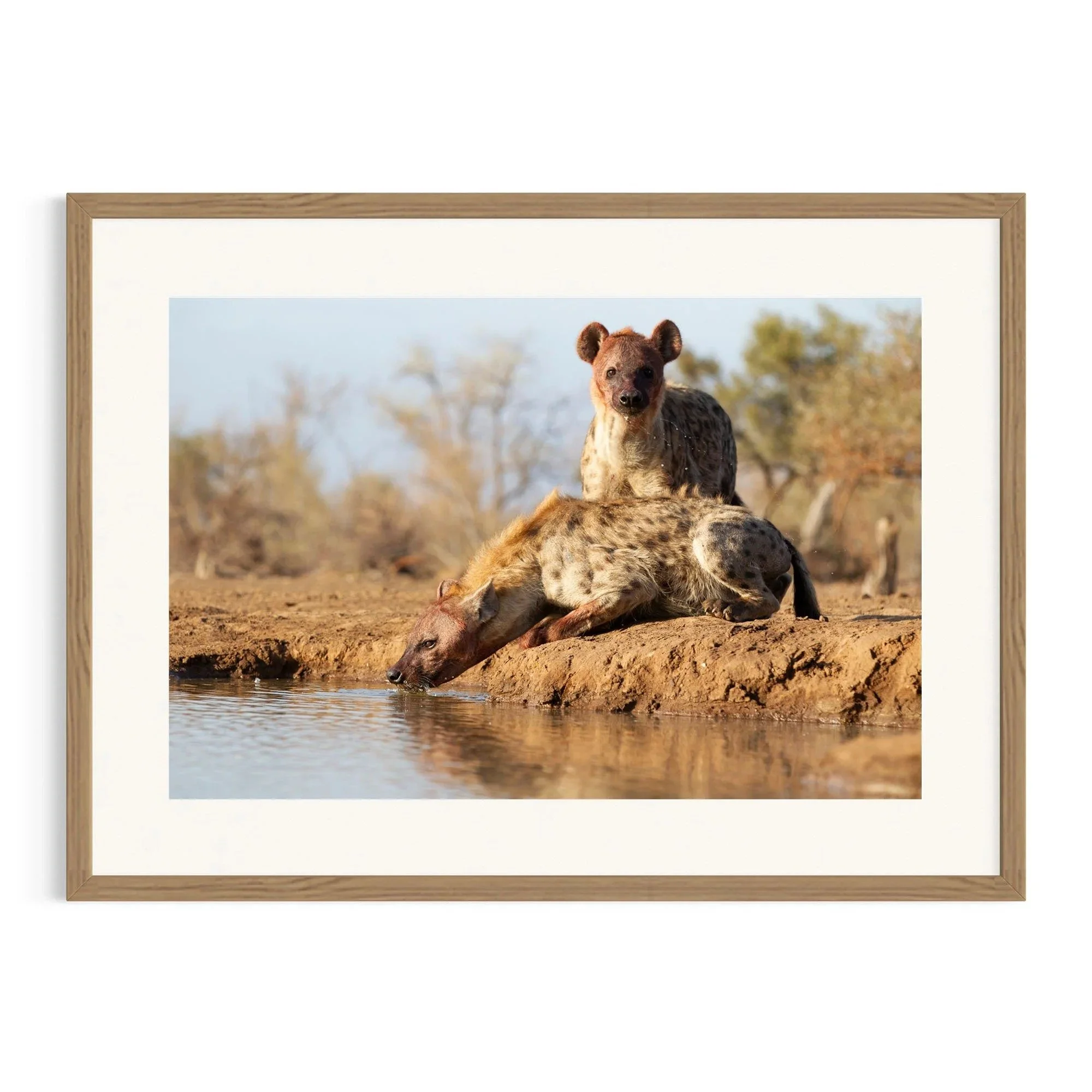 Alert Companion by John Wiseman shown in a raw oak frame, a signed limited-edition fine art photography print from IRID Gallery
