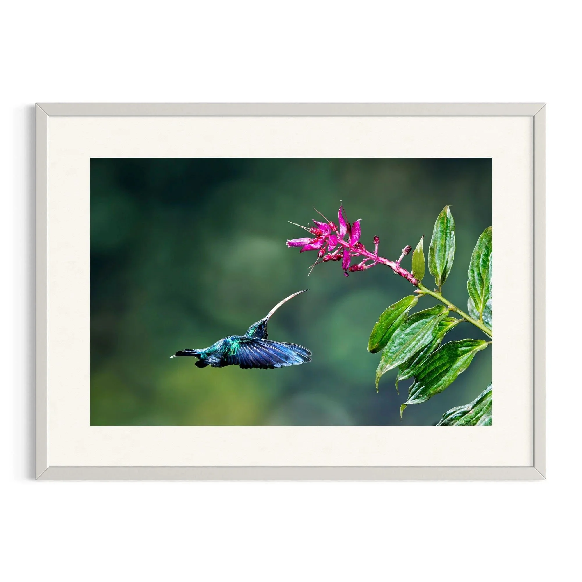 Arc of Flight by John Wiseman shown in a white frame, a signed limited-edition fine art photography print from IRID Gallery