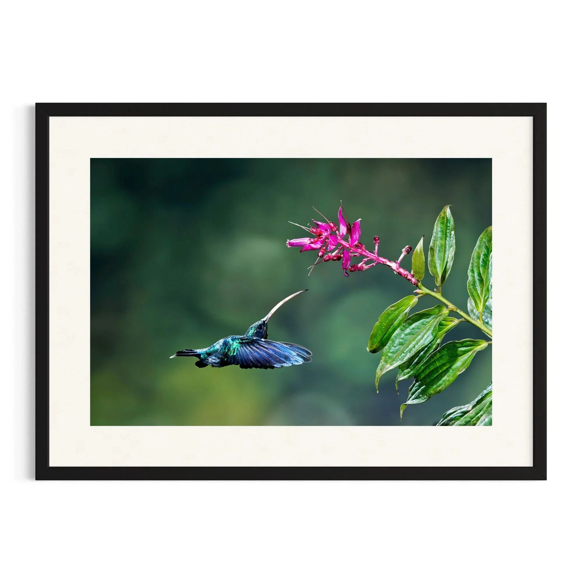 Arc of Flight by John Wiseman shown in a black frame, a signed limited-edition fine art photography print from IRID Gallery