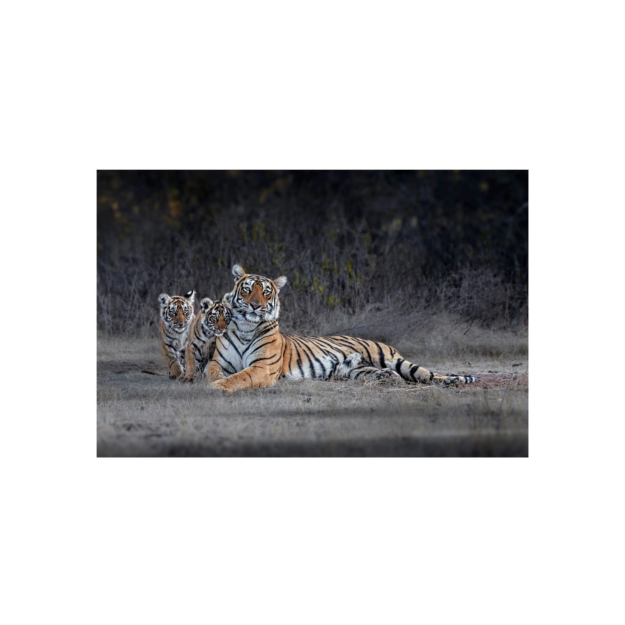 Arrowhead of Ranthambore by John Wiseman, a signed limited-edition fine art photography print from IRID Gallery