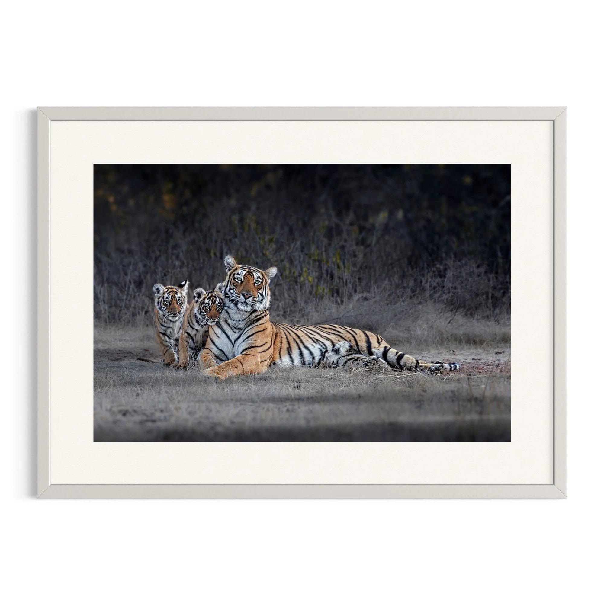 Arrowhead of Ranthambore by John Wiseman shown in a white frame, a signed limited-edition fine art photography print from IRID Gallery
