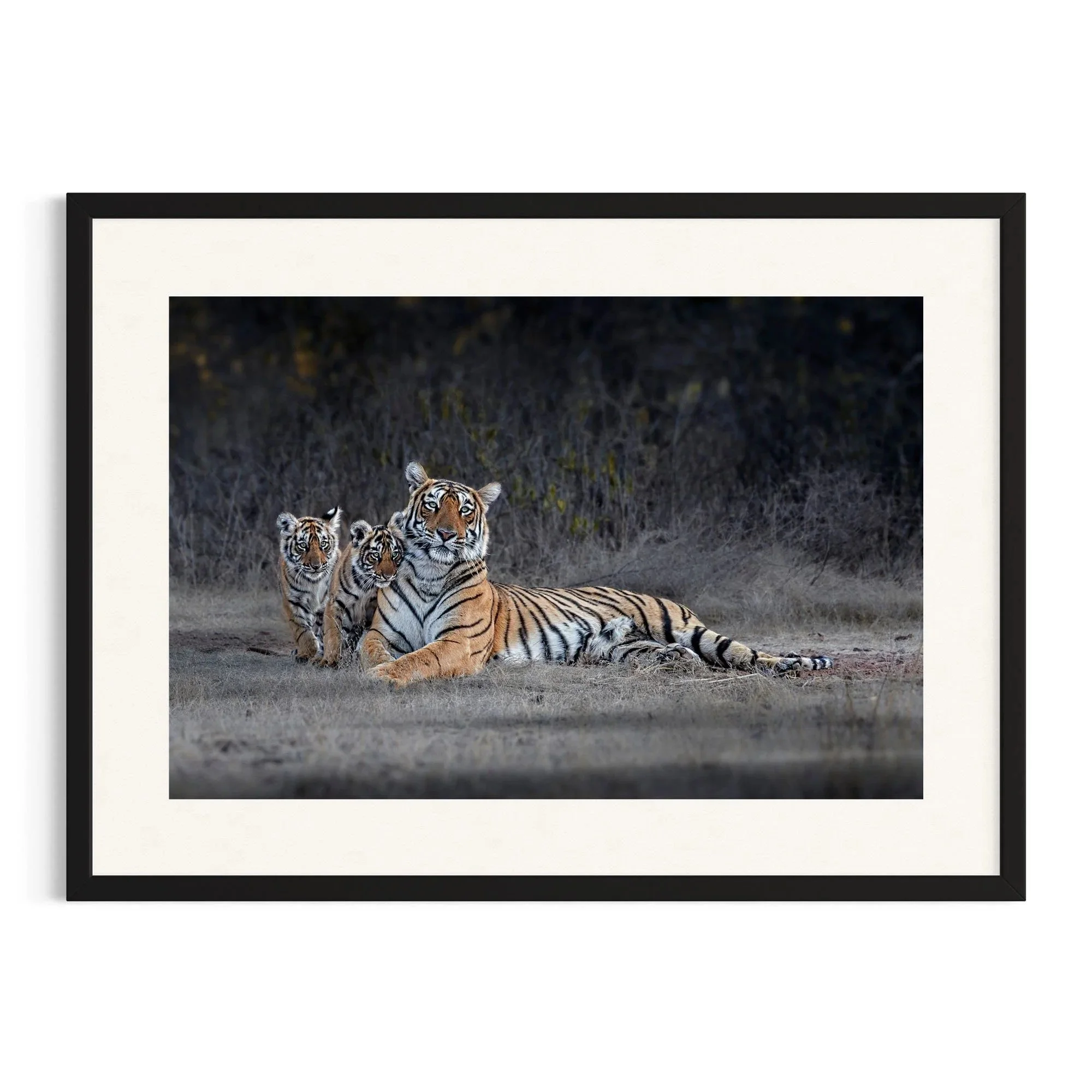 Arrowhead of Ranthambore by John Wiseman shown in a black frame, a signed limited-edition fine art photography print from IRID Gallery