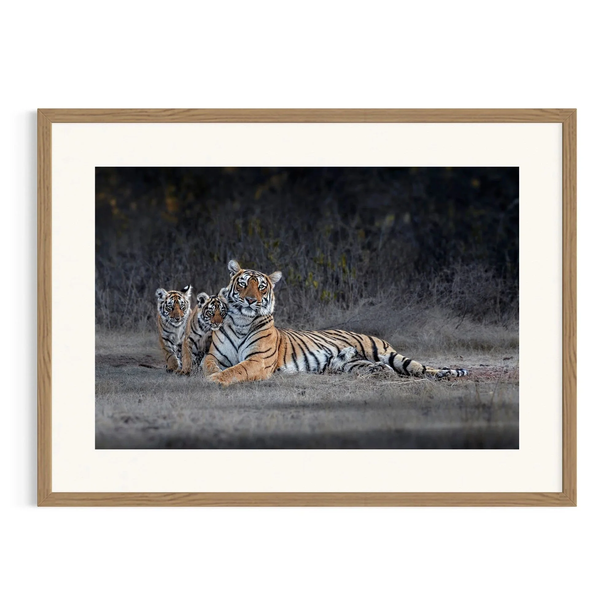 Arrowhead of Ranthambore by John Wiseman shown in a raw oak frame, a signed limited-edition fine art photography print from IRID Gallery