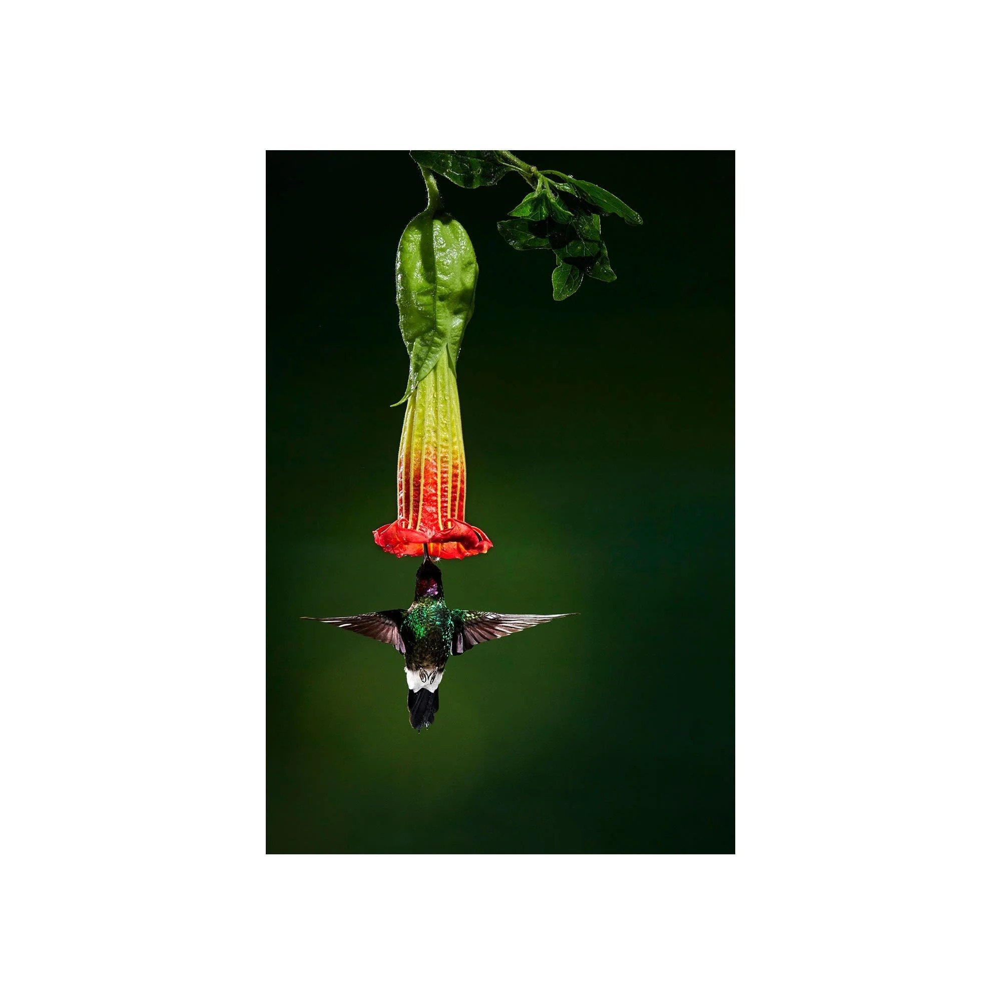 Bell of the Jungle by John Wiseman, a signed limited-edition fine art photography print from IRID Gallery