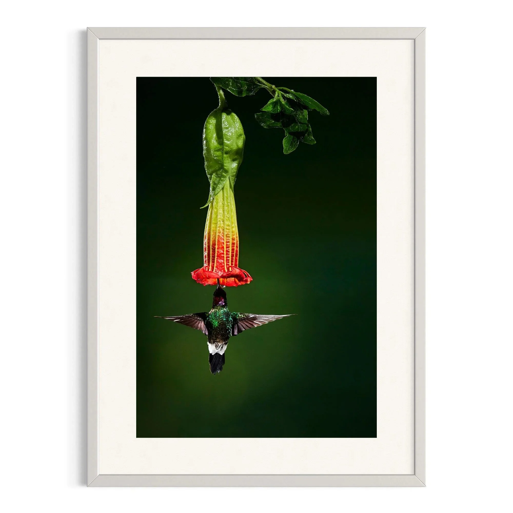Bell of the Jungle by John Wiseman shown in a white frame, a signed limited-edition fine art photography print from IRID Gallery