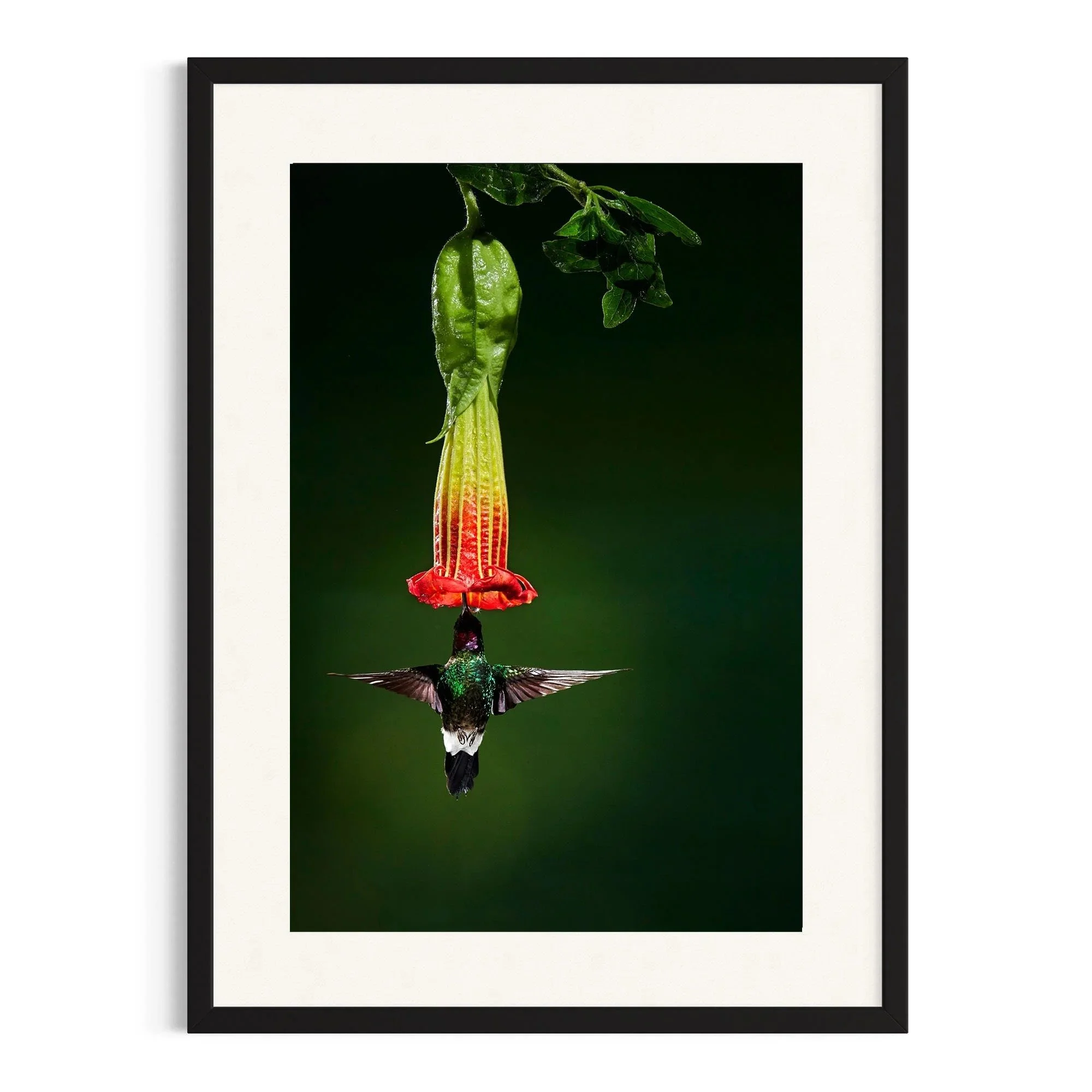 Bell of the Jungle by John Wiseman shown in a black frame, a signed limited-edition fine art photography print from IRID Gallery