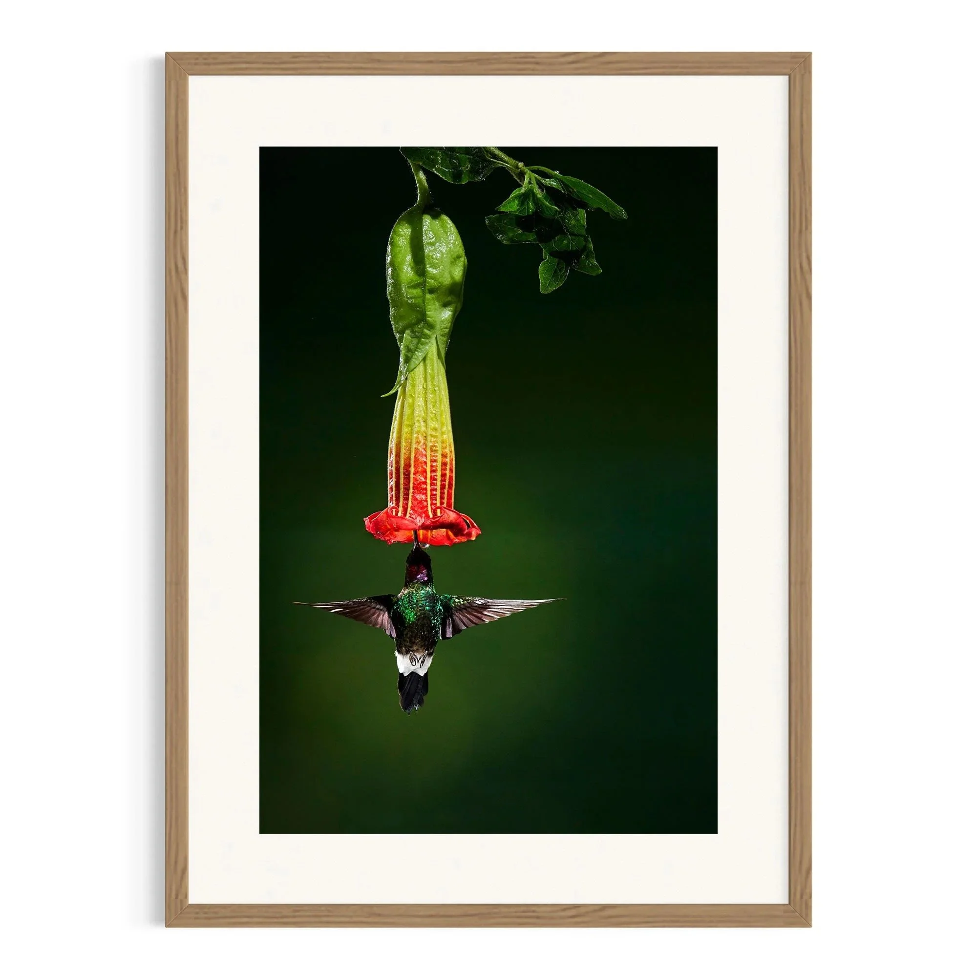 Bell of the Jungle by John Wiseman shown in a raw oak frame, a signed limited-edition fine art photography print from IRID Gallery