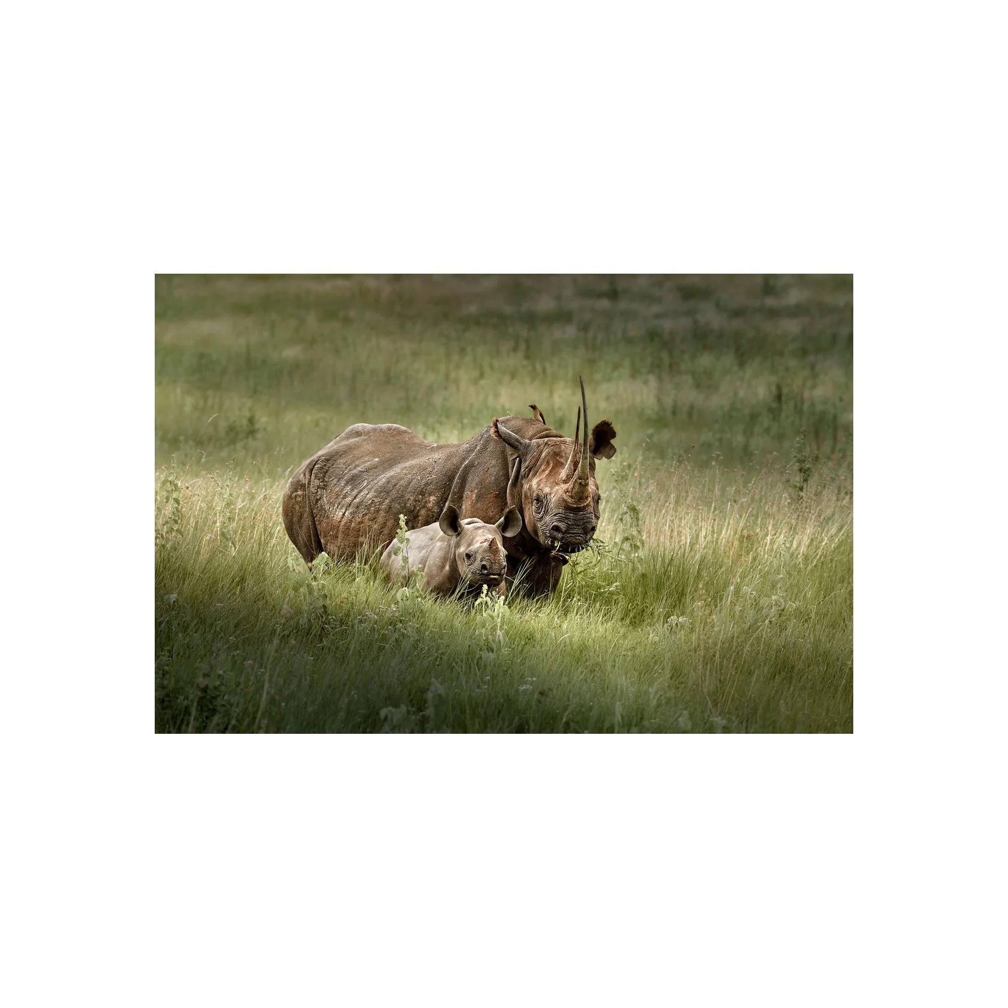Black Rhino and Calf by John Wiseman, a signed limited-edition fine art photography print from IRID Gallery