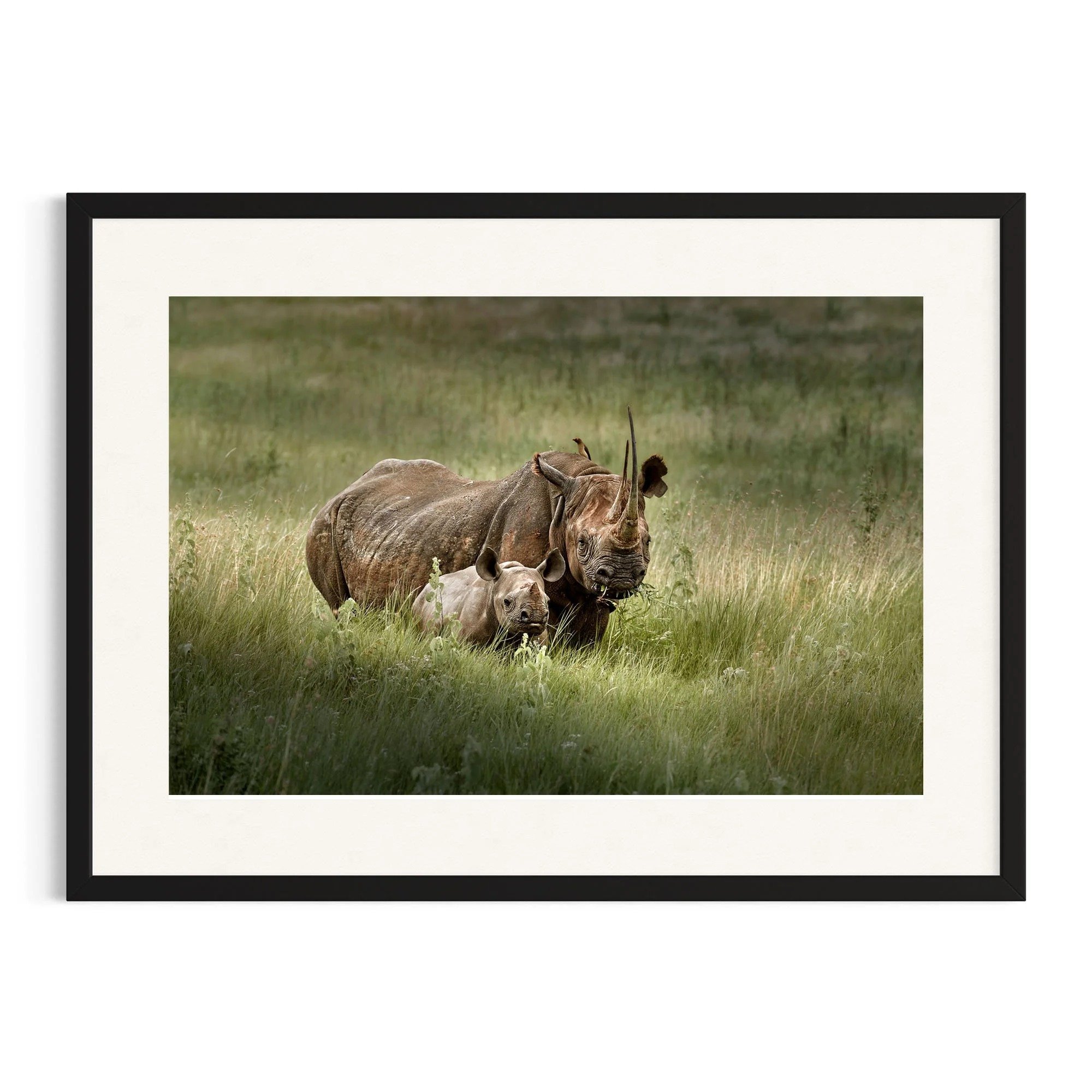 Black Rhino and Calf by John Wiseman shown in a black frame, a signed limited-edition fine art photography print from IRID Gallery