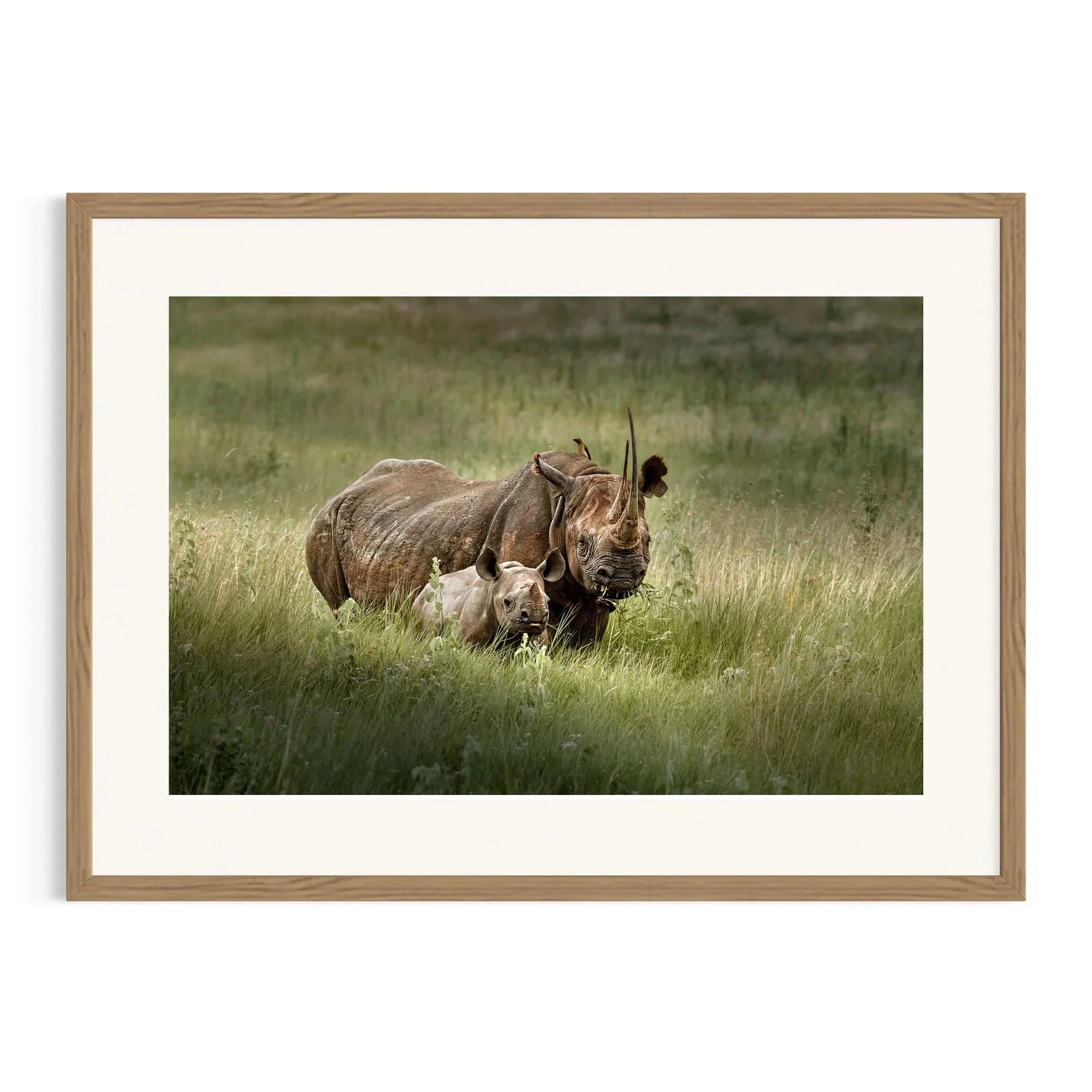 Black Rhino and Calf by John Wiseman shown in a black frame, a signed limited-edition fine art photography print from IRID Gallery