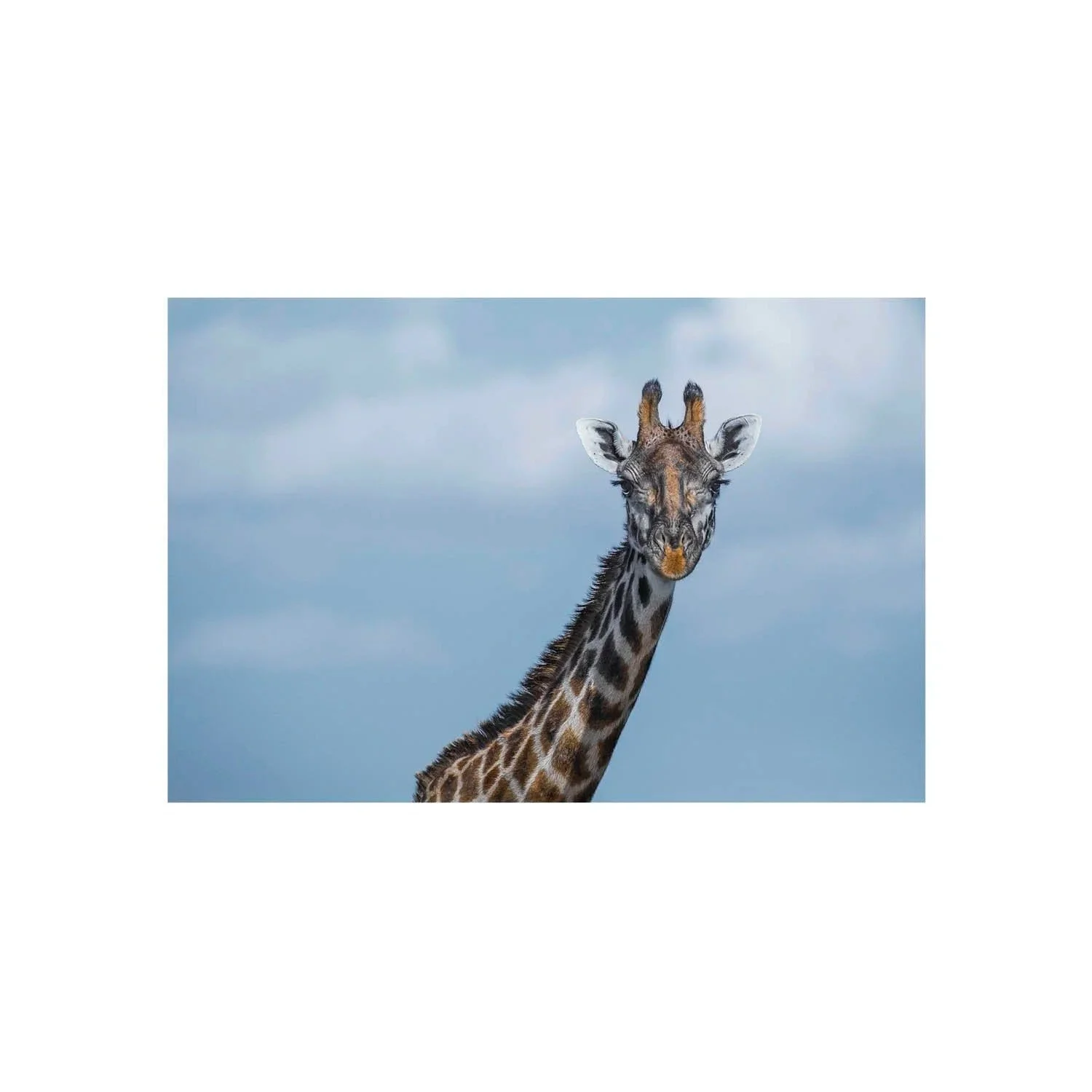 Browsing Heights by John Wiseman, a signed limited-edition fine art photography print from IRID Gallery