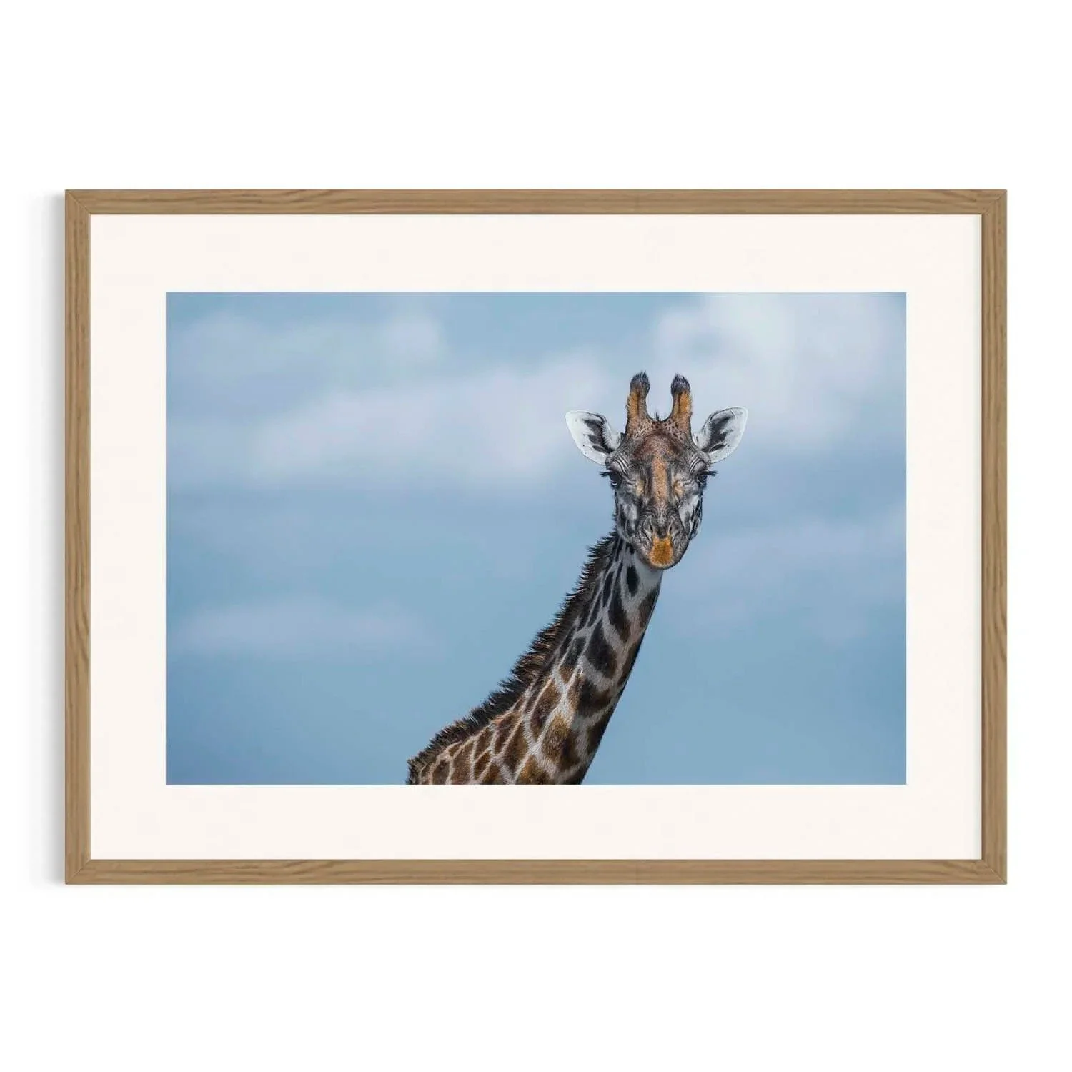 Browsing Heights by John Wiseman shown in a Tasmanian oak frame, a signed limited-edition fine art photography print from IRID Gallery
