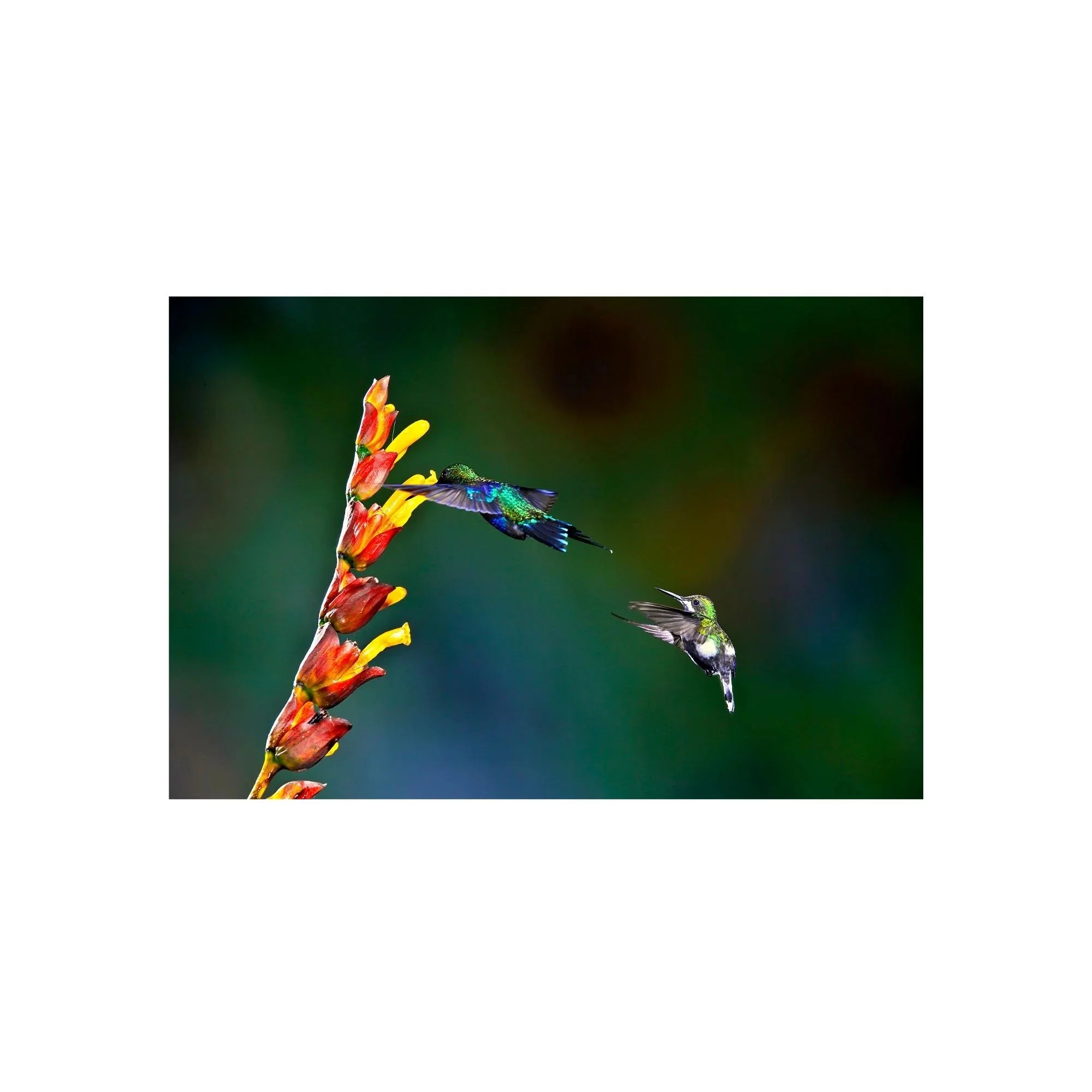 Chasing the Nectar by John Wiseman, a signed limited-edition fine art photography print from IRID Gallery