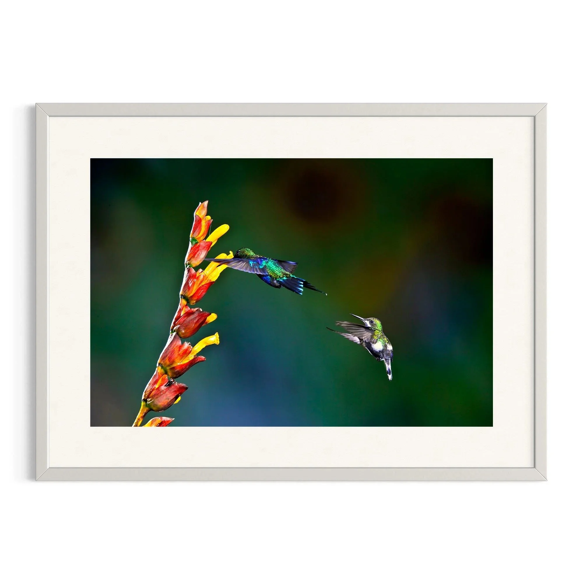 Chasing the Nectar by John Wiseman shown in a white frame, a signed limited-edition fine art photography print from IRID Gallery