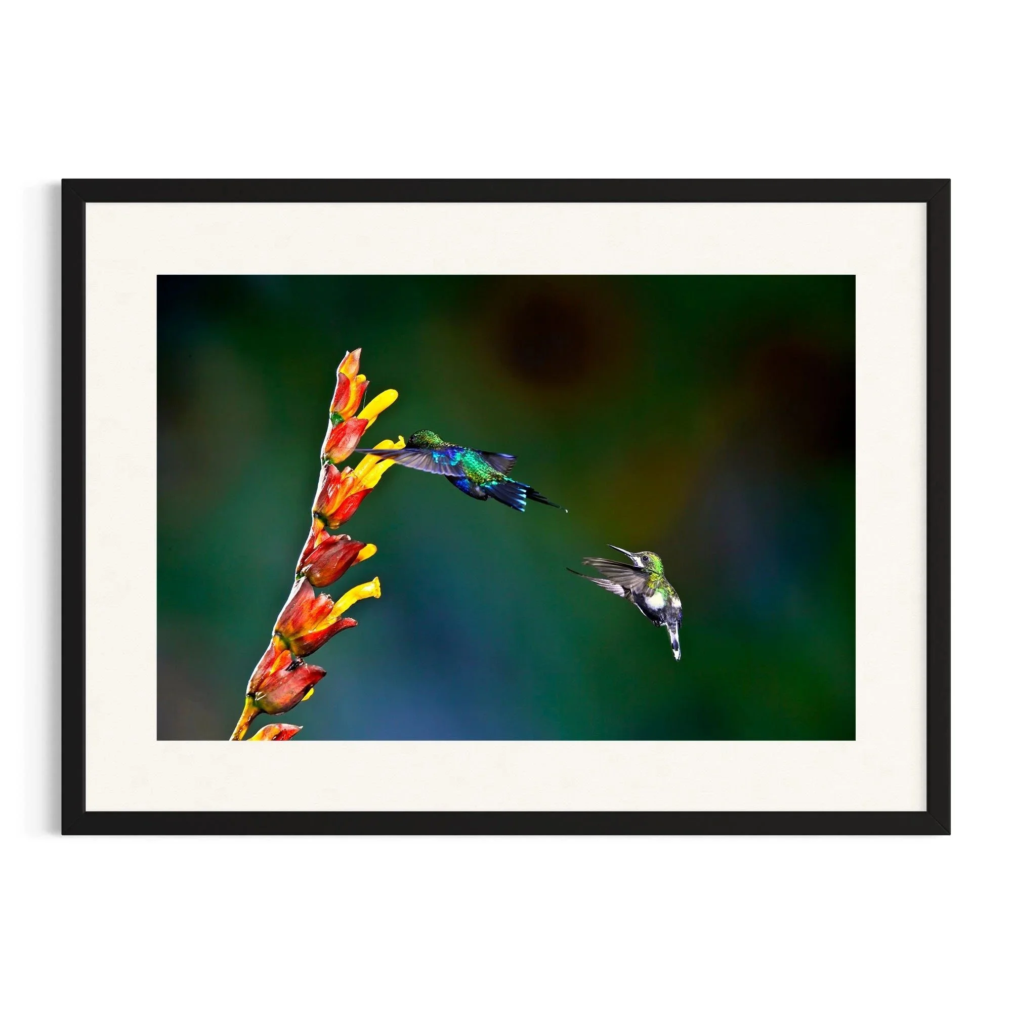 Chasing the Nectar by John Wiseman shown in a black frame, a signed limited-edition fine art photography print from IRID Gallery